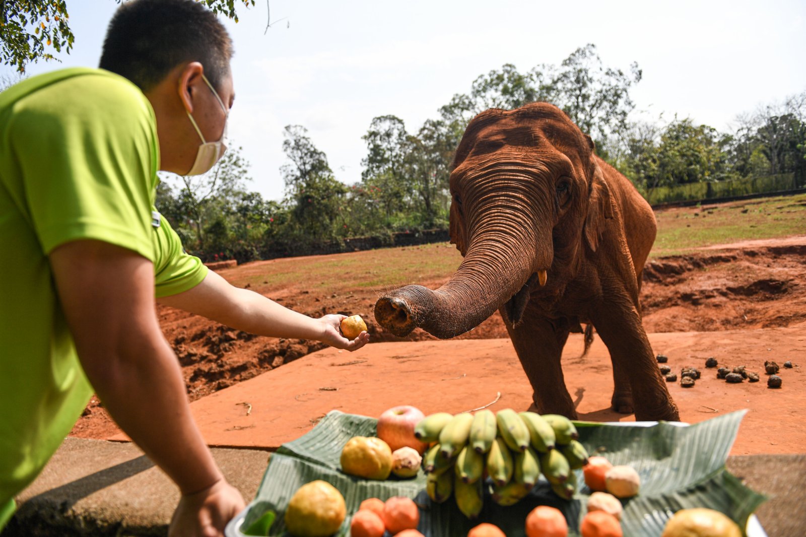2月25日，在位於海口的海南熱帶野生動植物園，工作人員為大象喂「湯圓」。