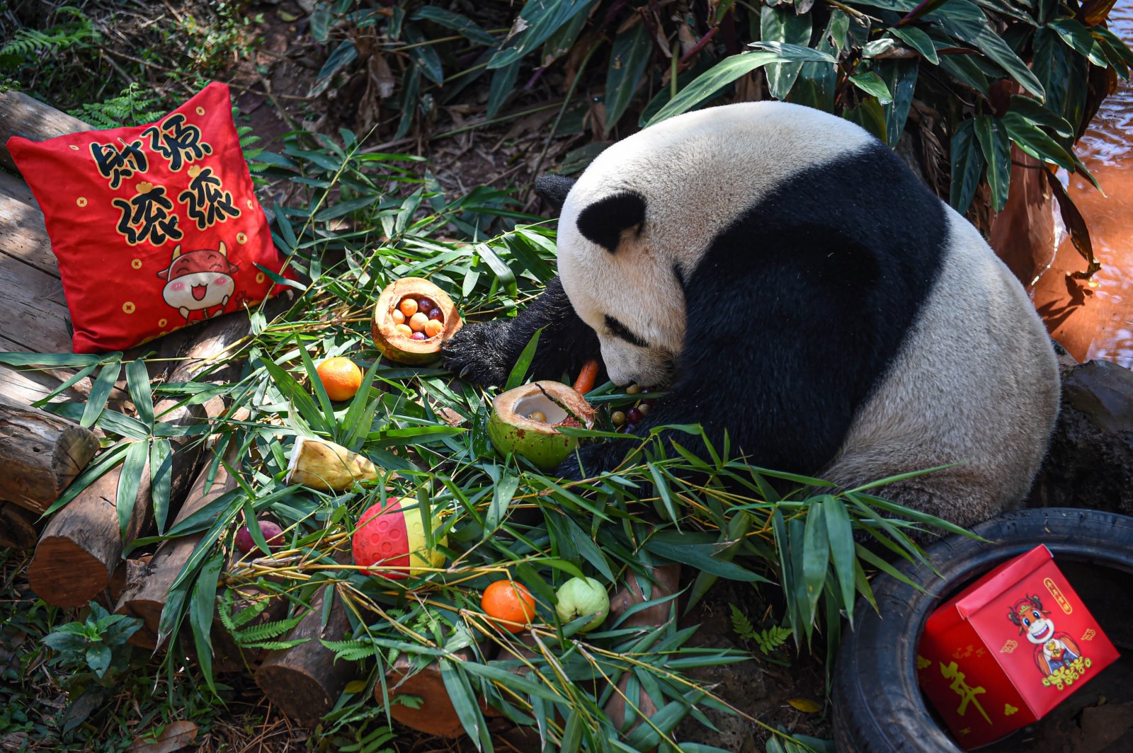 2月25日，在位於海口的海南熱帶野生動植物園，大熊貓「舜舜」在享用「湯圓」等美食。