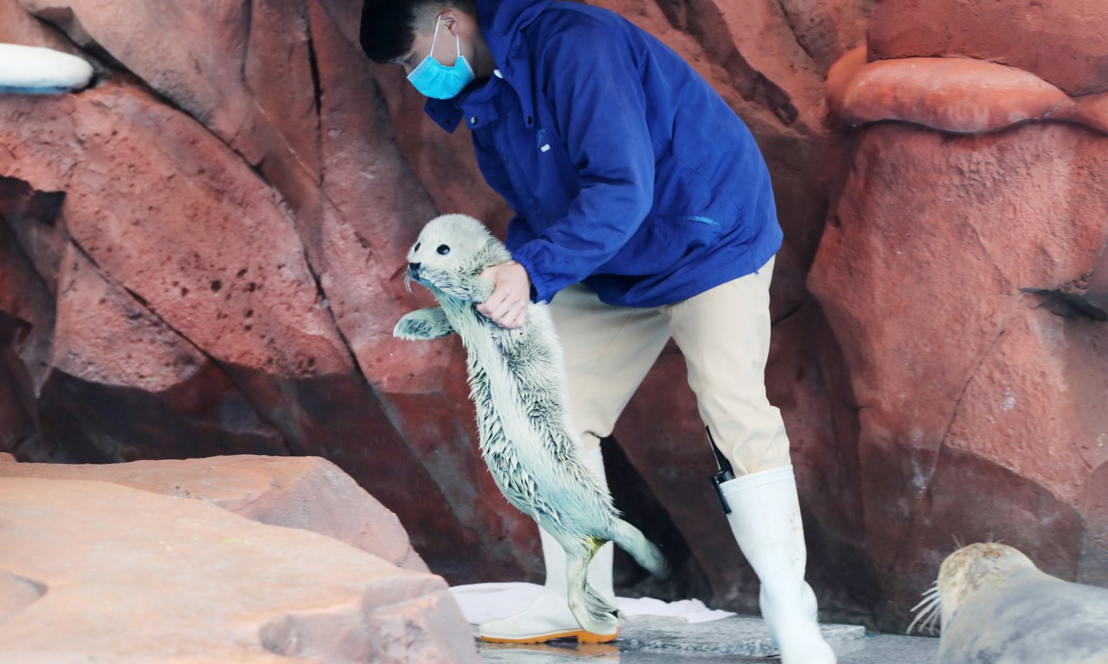 2月26日，保育員將完成進食的小斑海豹抱起來。（新華社）