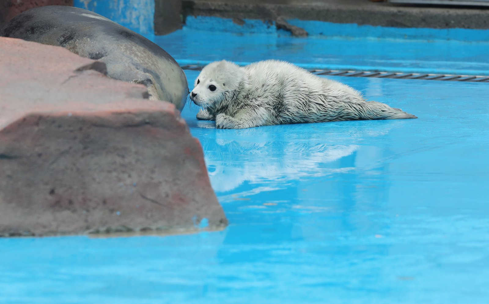 這是2月26日在上海海昌海洋公園拍攝的小斑海豹。（新華社）