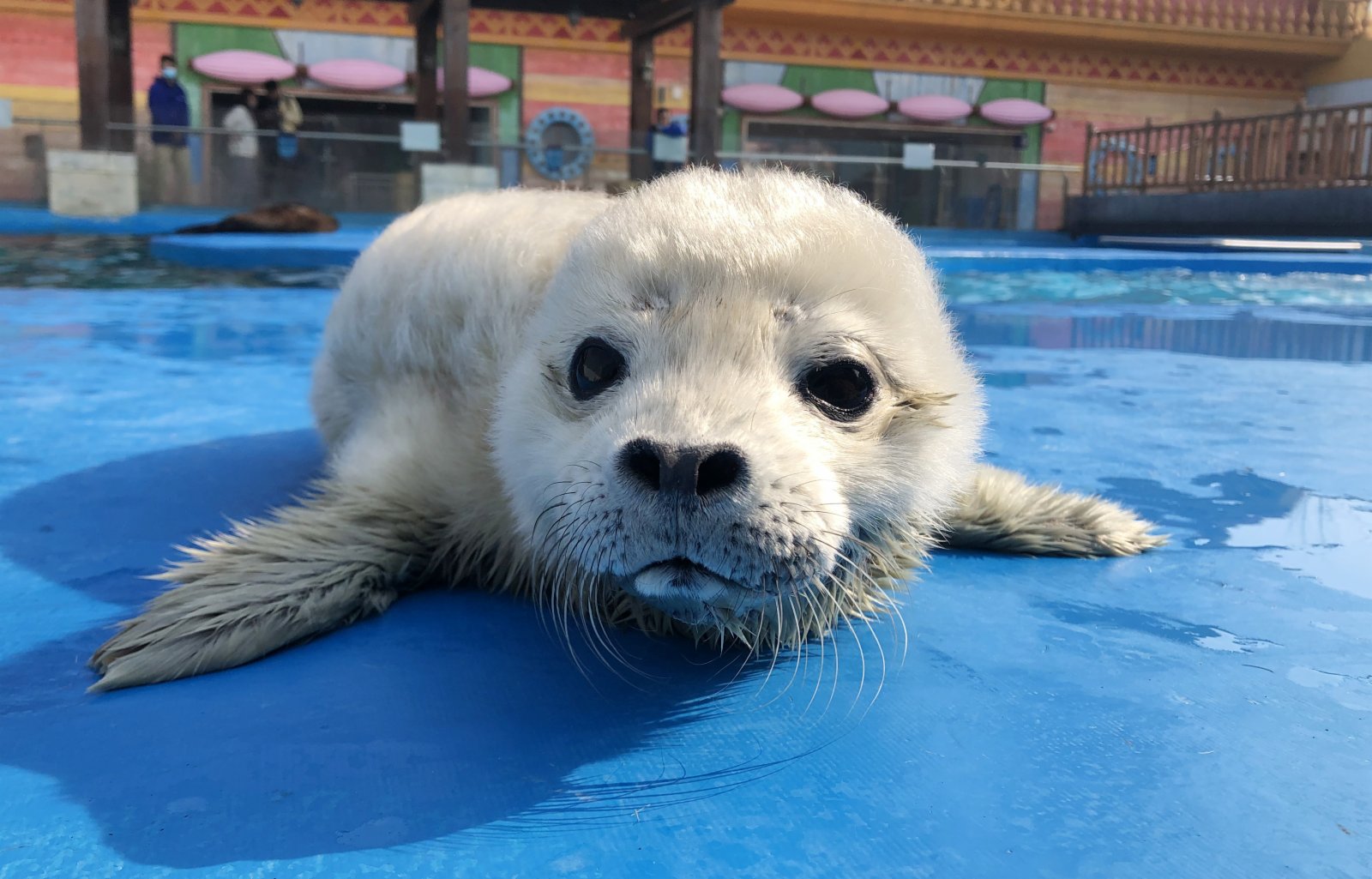 這是上海海昌海洋公園新出生的小斑海豹（2月24日攝）。（新華社）