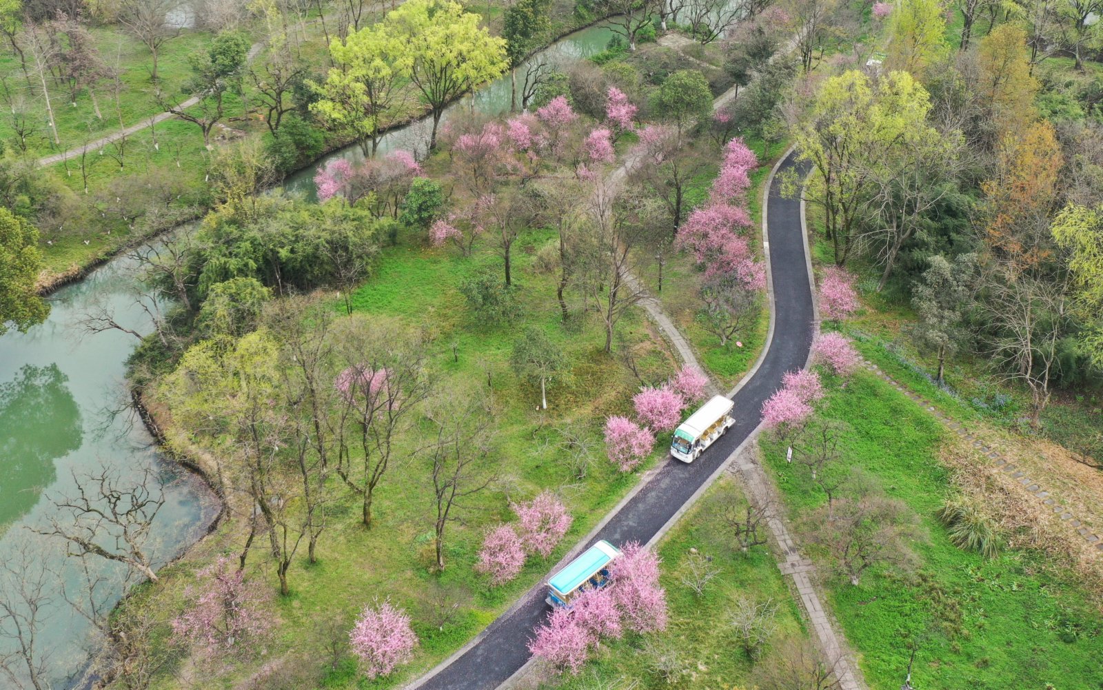 3月2日，觀光車在西溪濕地內行駛（無人機照片）。（新華社）