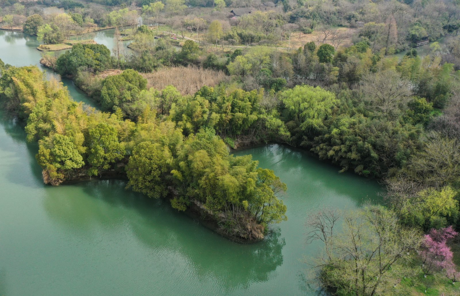西溪濕地內植被吐出新綠（3月2日攝，無人機照片）。（新華社）