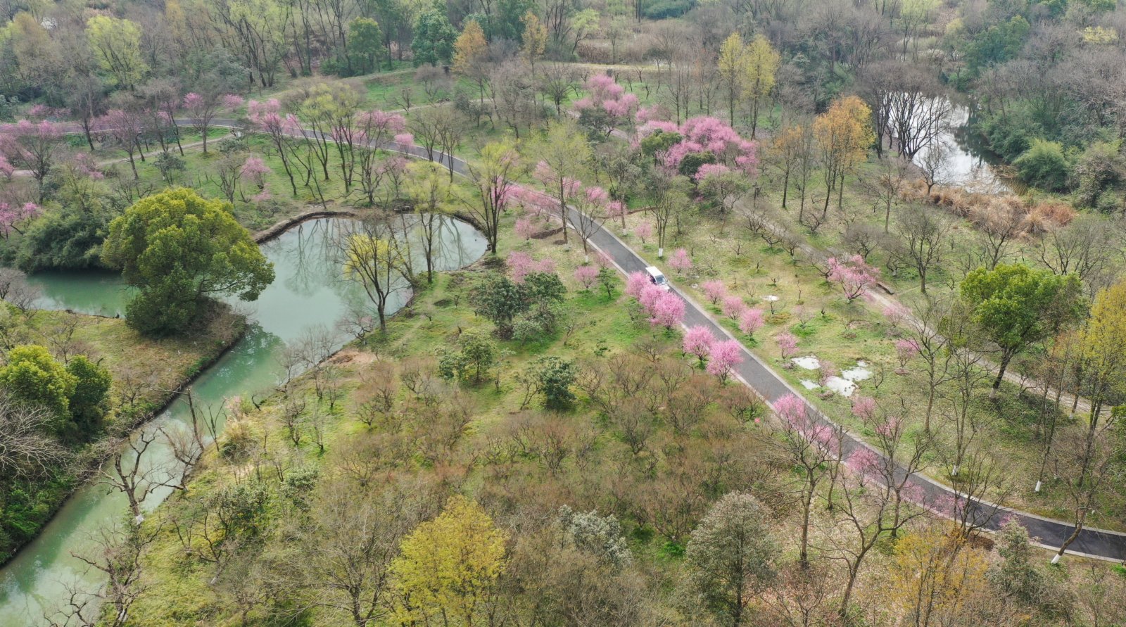 3月2日，觀光車在西溪濕地內行駛（無人機照片）。（新華社）