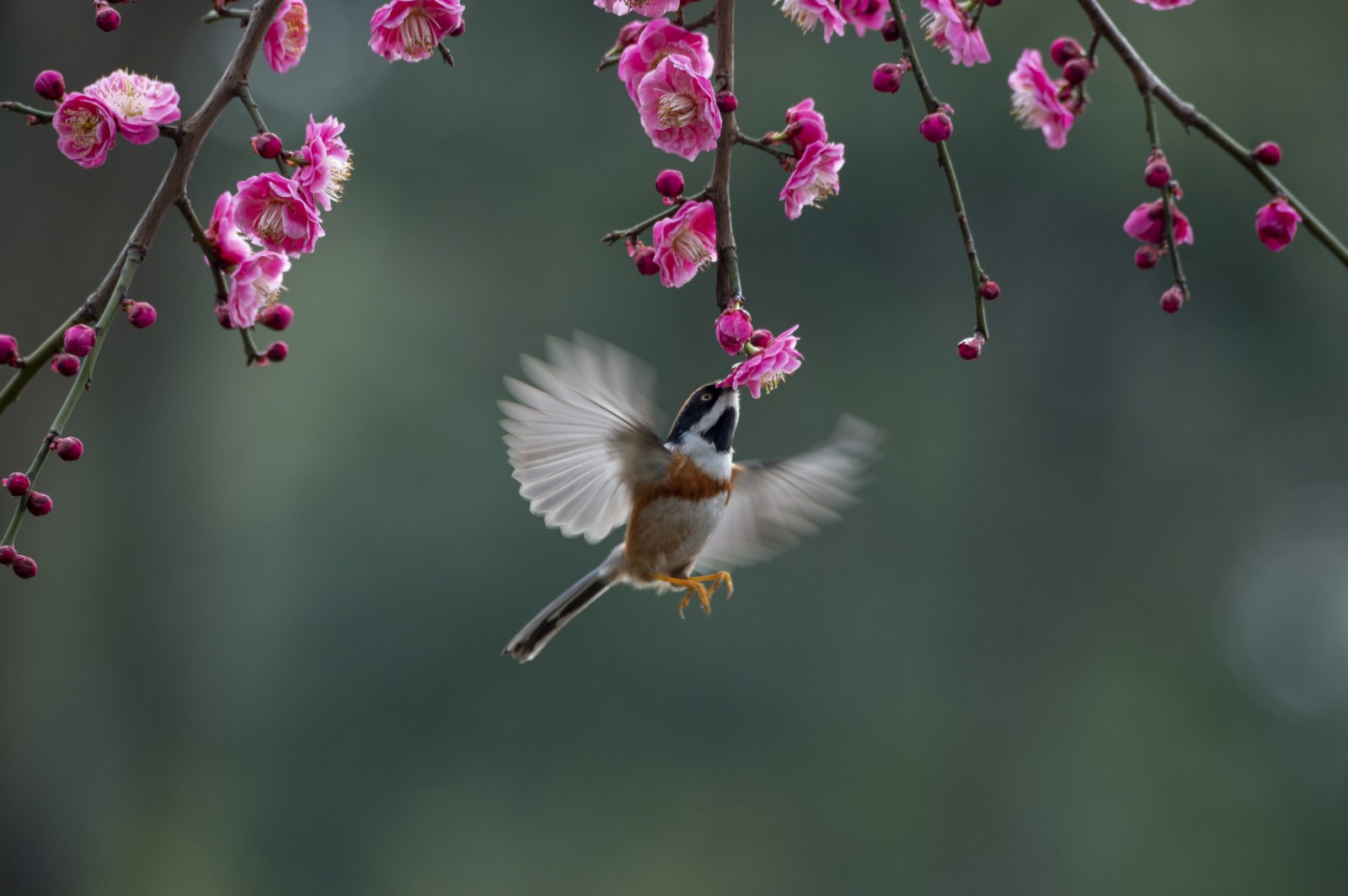 3月2日，在江蘇無錫管社山莊，小鳥在綻放的梅花下「親吻」花蕊。（新華社）