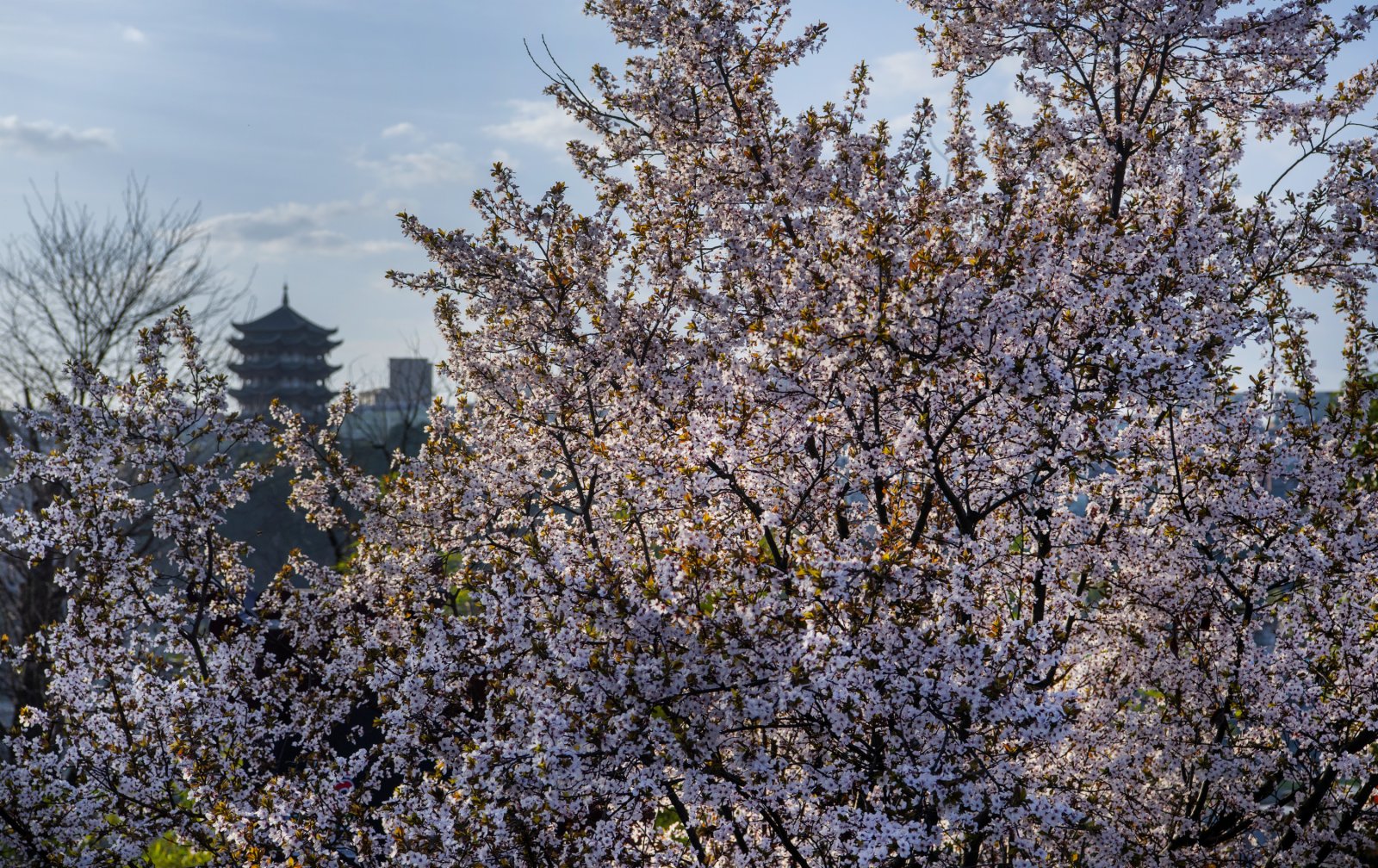 這是3月3日拍攝的鮮花映襯的安康市漢濱區漢江之濱景色。（新華社）