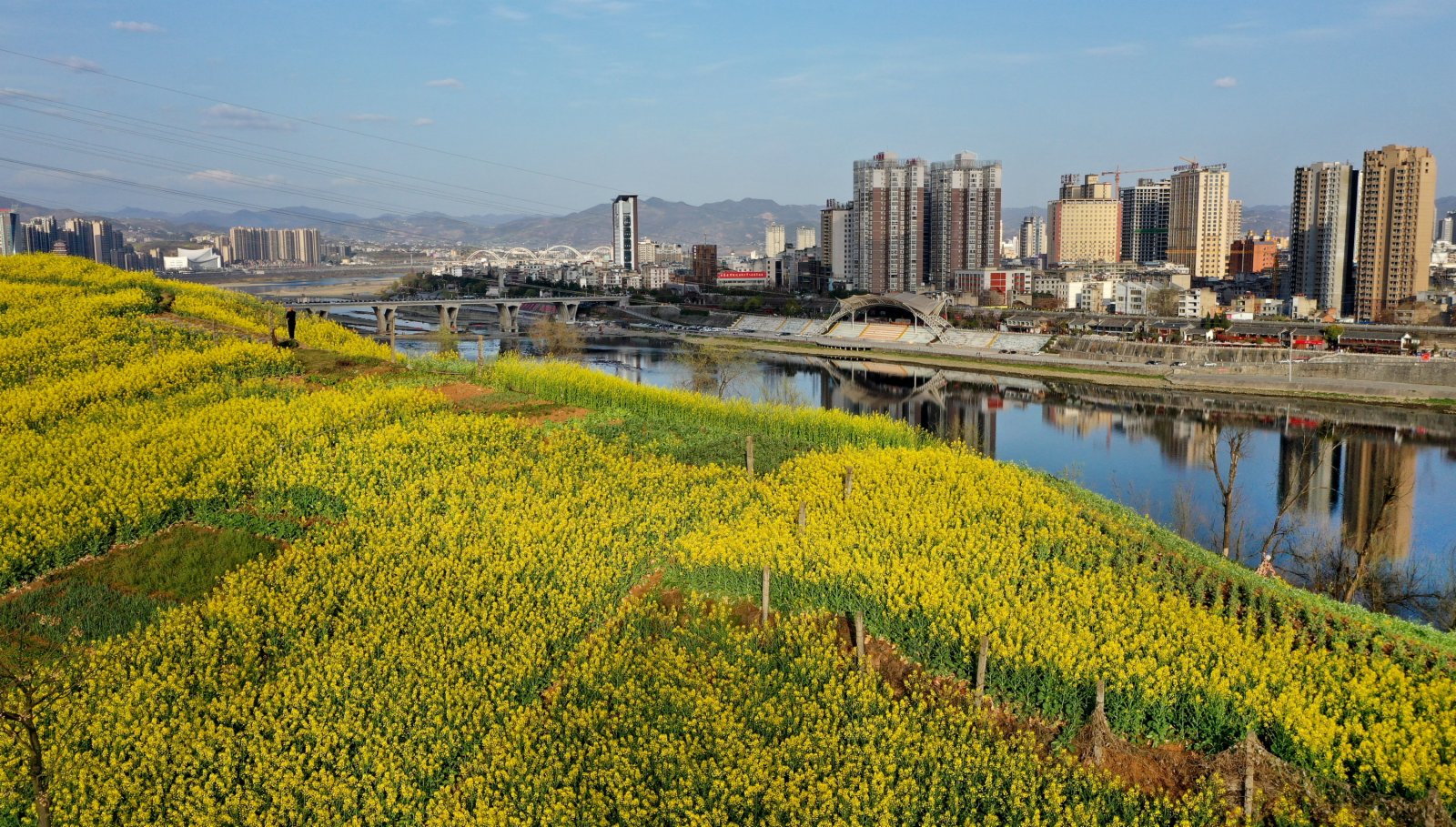 3月3日，漢江之濱安康市區的山坡上開滿油菜花（無人機照片）。（新華社）