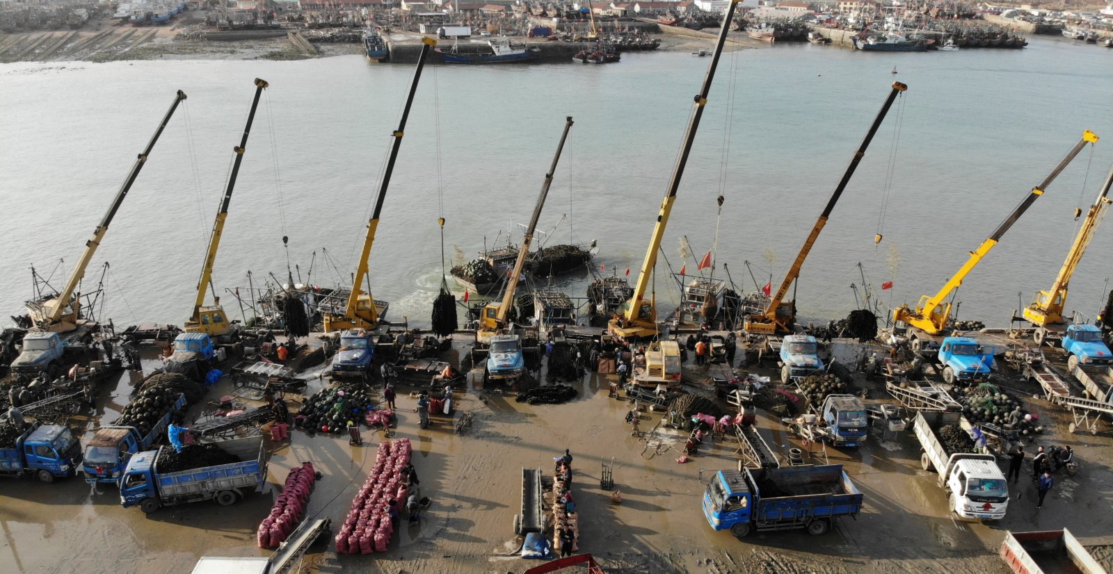 3月3日，在山東省日照市嵐山中心漁港，工人們在碼頭對貽貝清洗、裝袋（無人機照片）。（新華社）