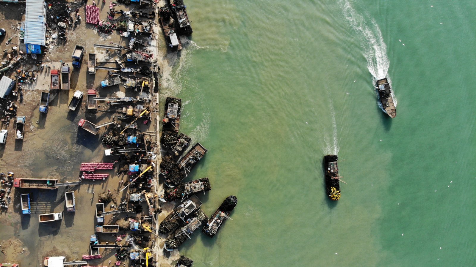 3月3日，在山東省日照市嵐山中心漁港，滿載貽貝的漁船出海歸來，準備靠岸作業（無人機照片）。（新華社）