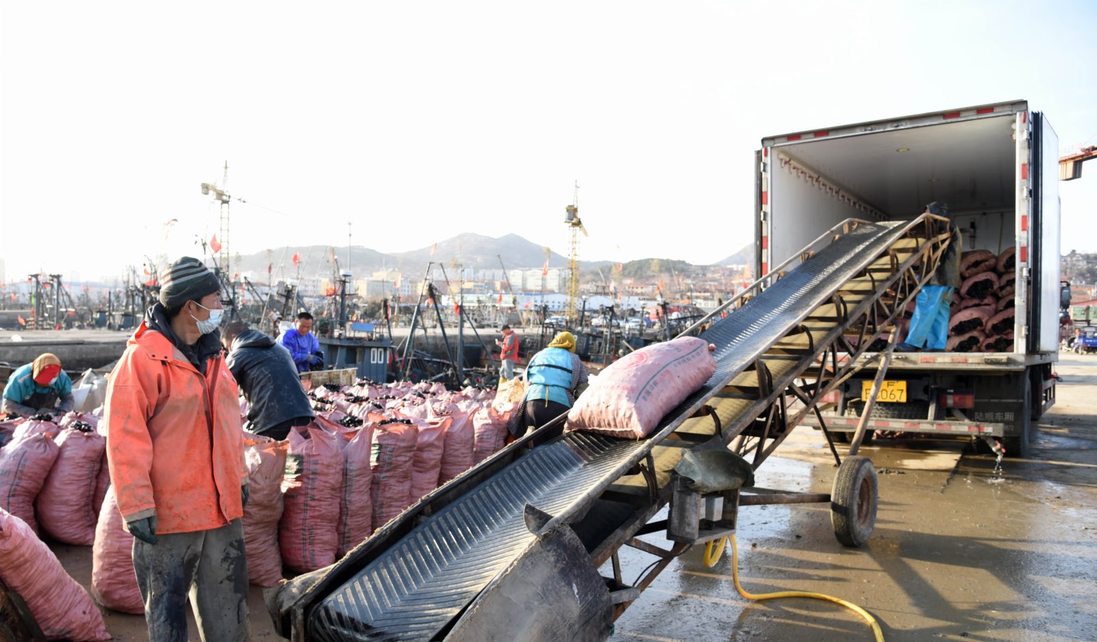3月3日，在山東省日照市嵐山中心漁港一處碼頭，工人打包貽貝後進行裝車作業。（新華社）