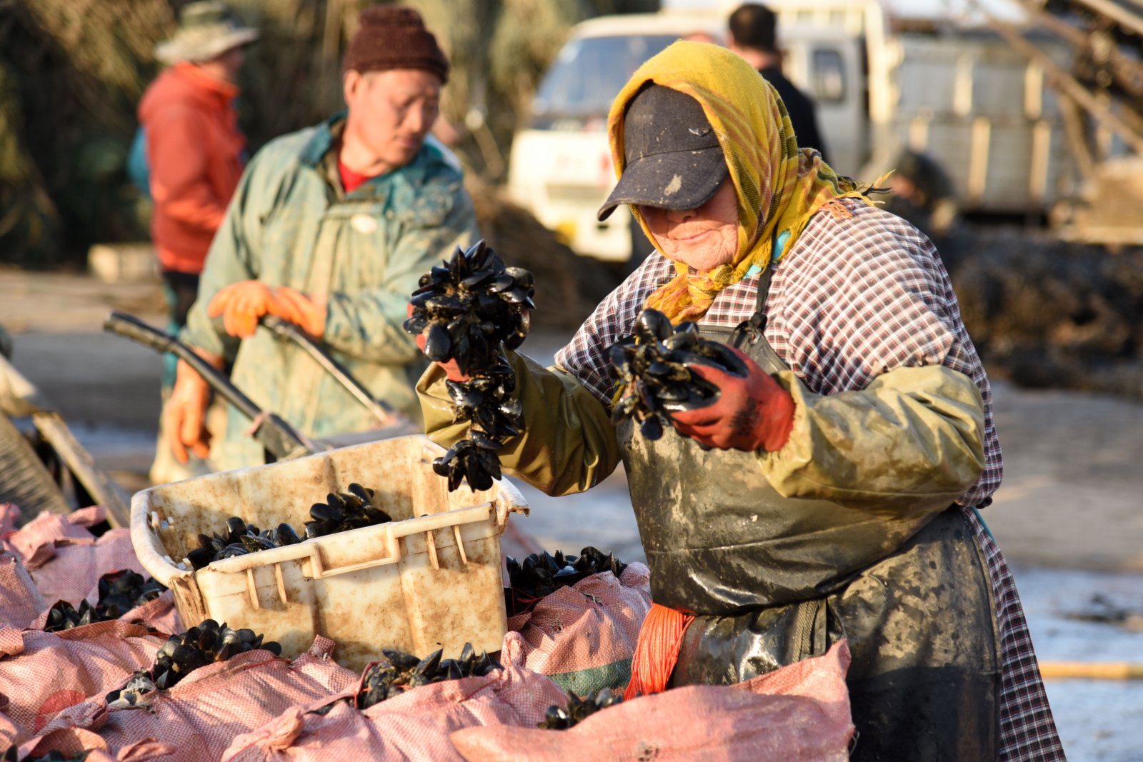 3月3日，在山東省日照市嵐山中心漁港一處碼頭，工人對剛收穫的貽貝進行裝袋。（新華社）