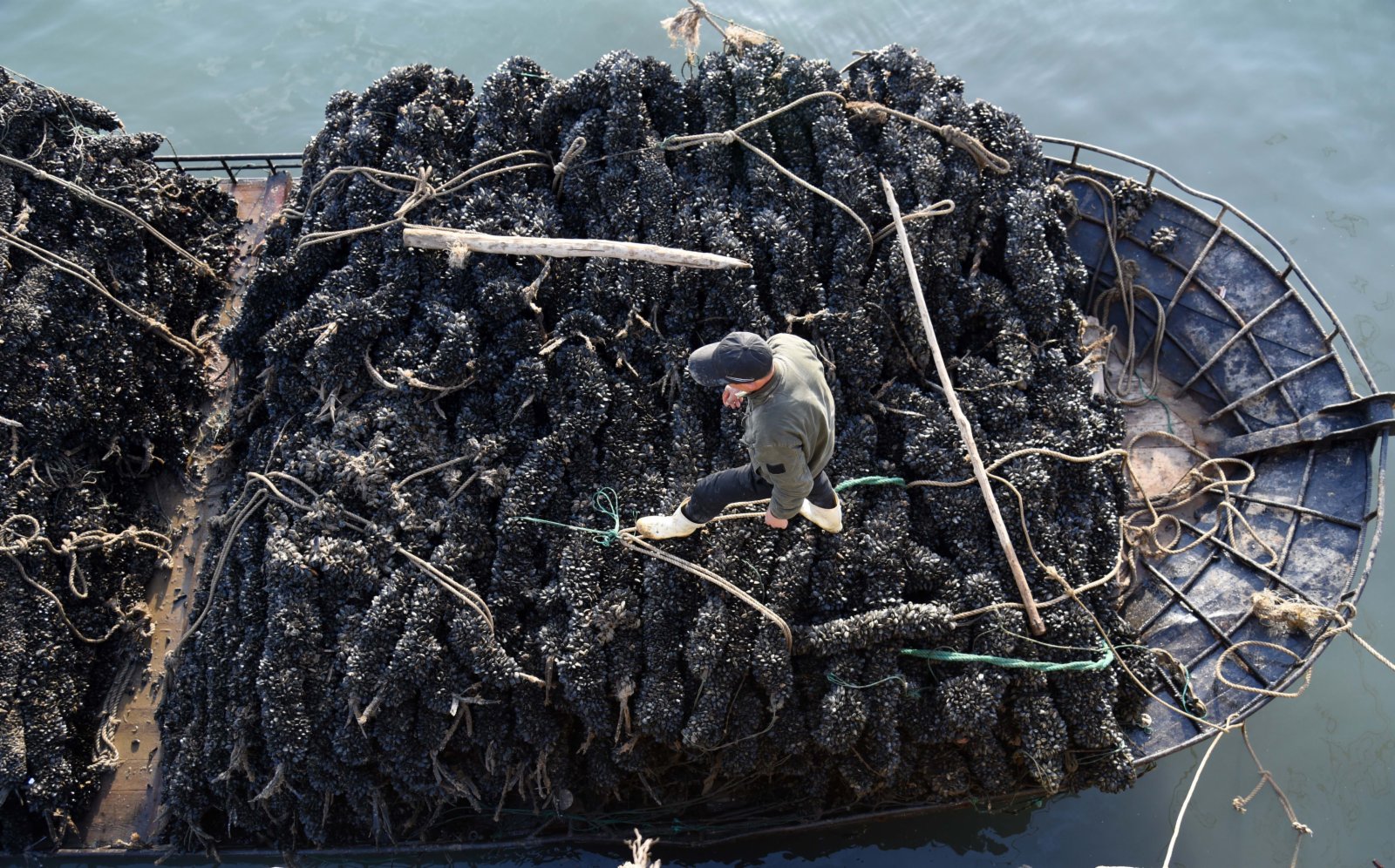 3月3日，在山東省日照市嵐山中心漁港，工人準備將剛收穫的貽貝吊裝到碼頭。（新華社）
