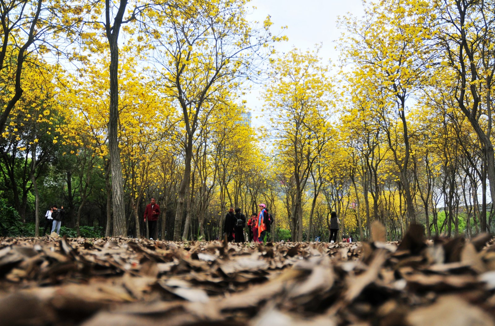 3月8日，福建福州，民眾在公園觀賞盛開的黃花風鈴木。（中新社）