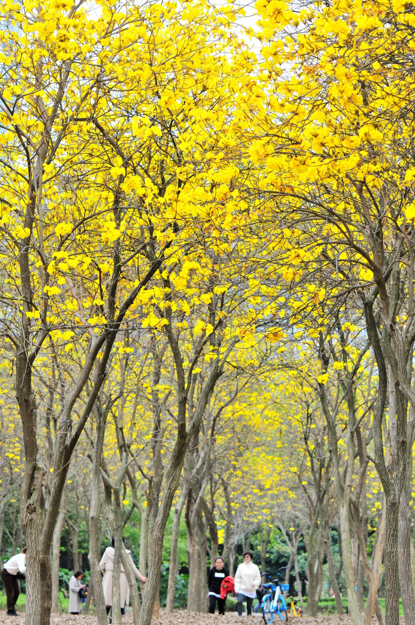 3月8日，福建福州，民眾在公園觀賞盛開的黃花風鈴木。（中新社）