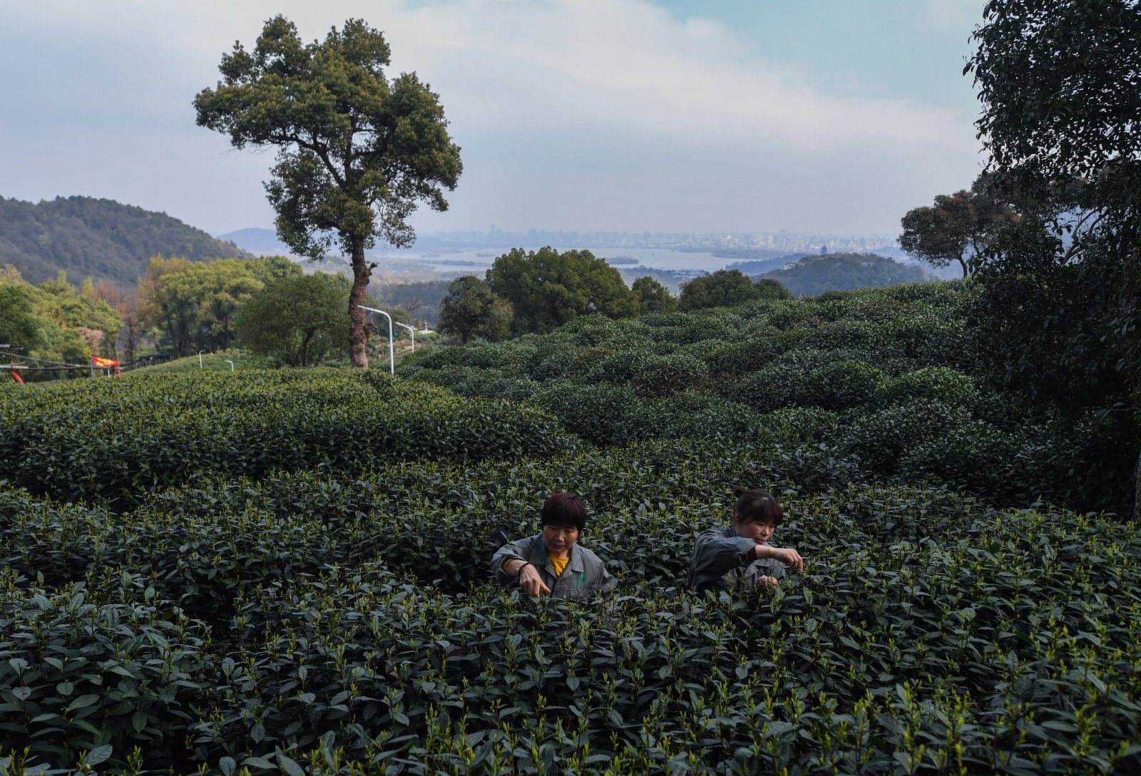 12日，在位於杭州市西湖風景名勝區滿覺隴村白鶴峰的西湖龍井茶葉基地，茶農在採摘西湖龍井頭茶，遠處就是杭州西湖。