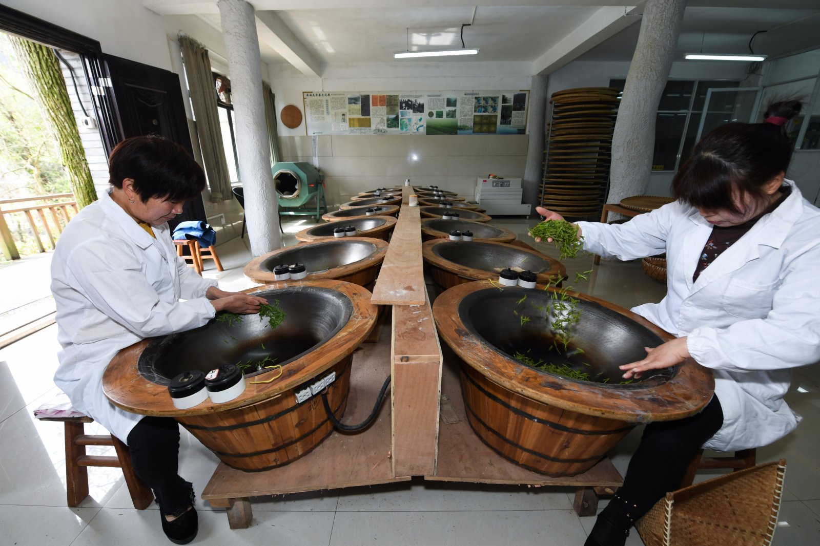 在杭州市西湖風景名勝區滿覺隴村的中國茶葉博物館滿覺隴炒茶中心內，茶農在手工炒制西湖龍井茶。