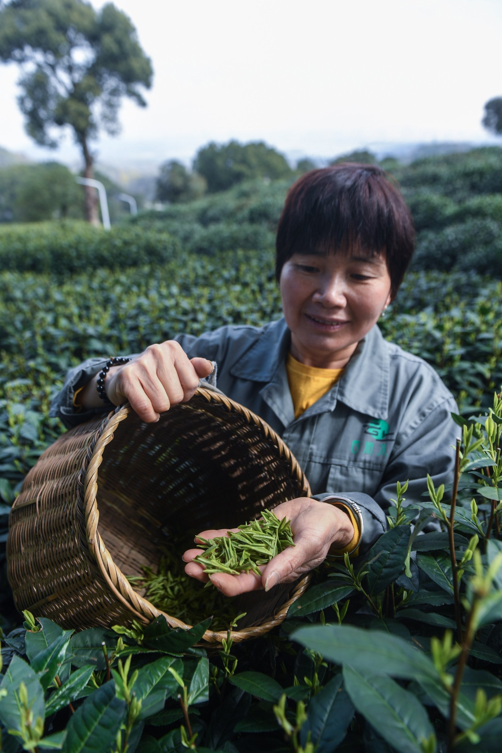 12日，在位於杭州市西湖風景名勝區滿覺隴村白鶴峰的西湖龍井茶葉基地，茶農展示剛剛採摘的西湖龍井茶鮮葉。
