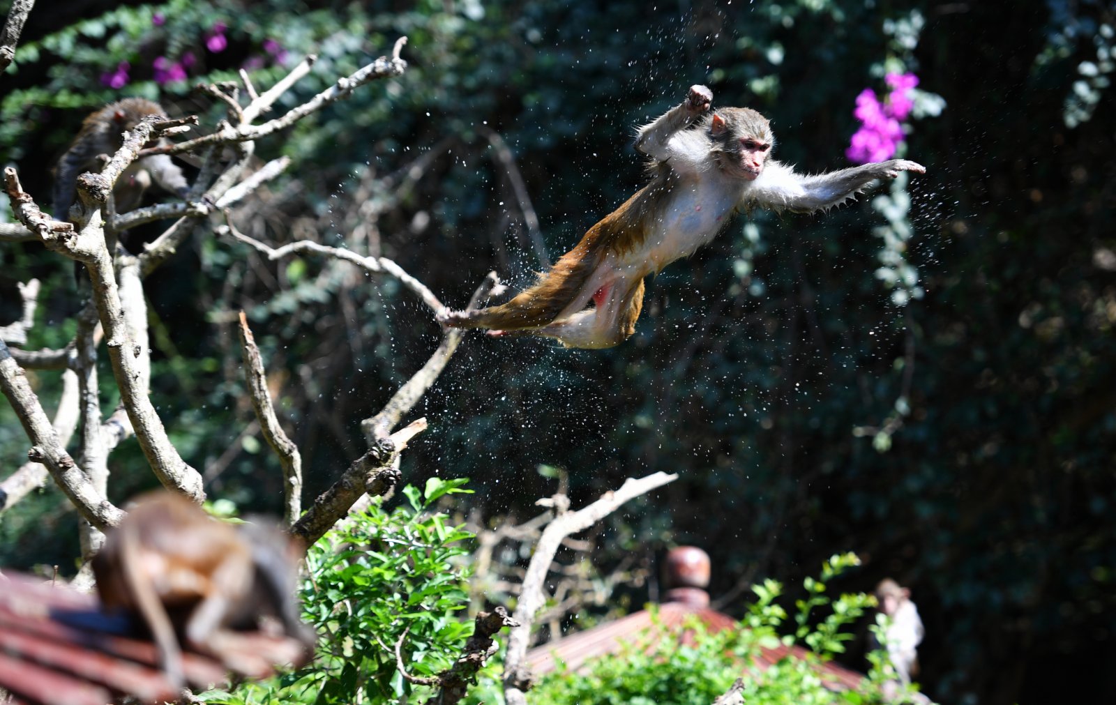 4月4日，獼猴在南灣猴島保護區裡跳水。(新華社）