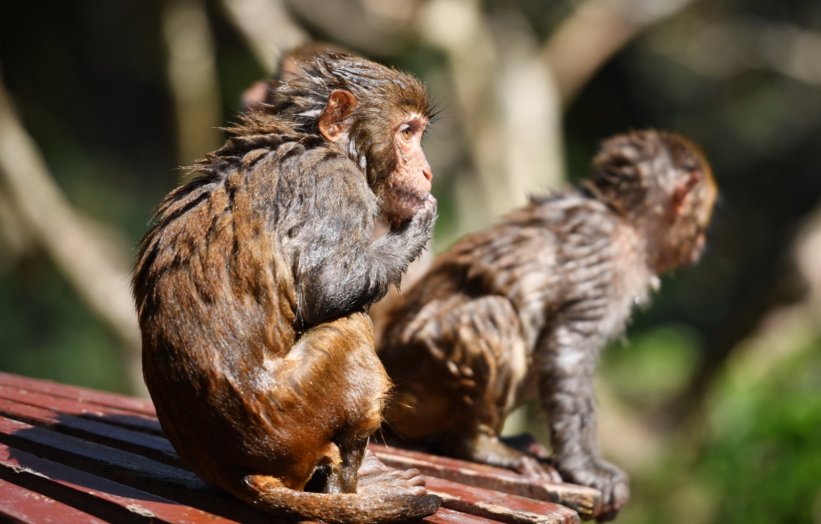 4月4日，南灣猴島保護區裡的獼猴在上岸後曬毛。（新華社）