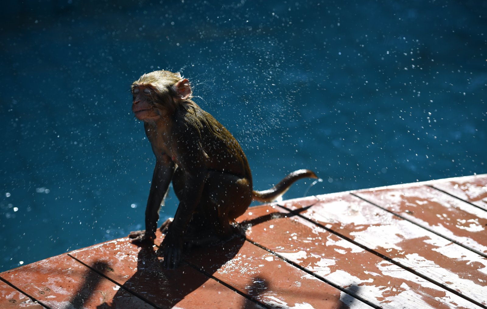 4月4日，南灣猴島保護區裡的獼猴在上岸後甩去身上的水。（新華社）