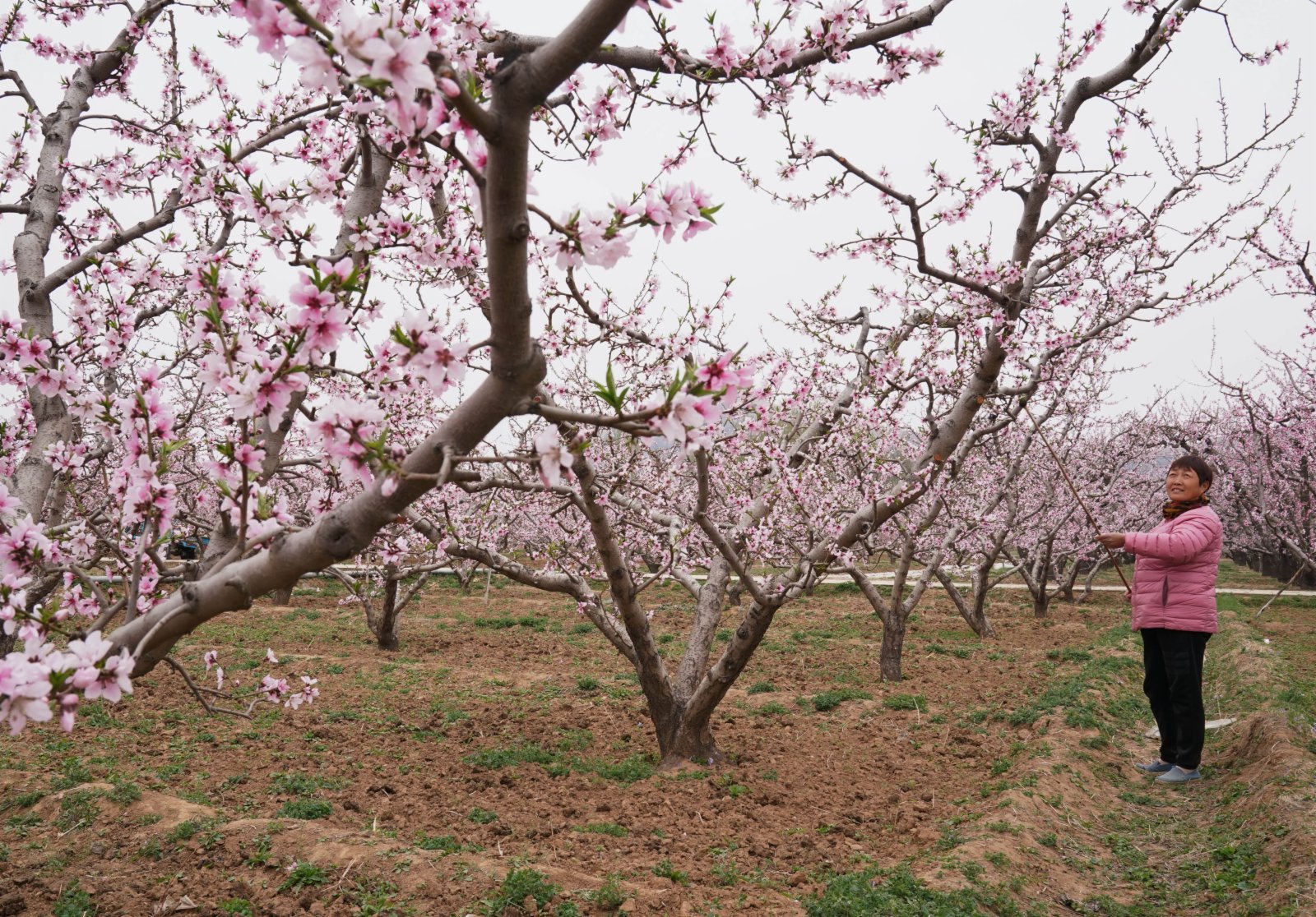 4月5日，順平縣河口鄉大李各莊村的農民在給桃花授粉。（新華社）