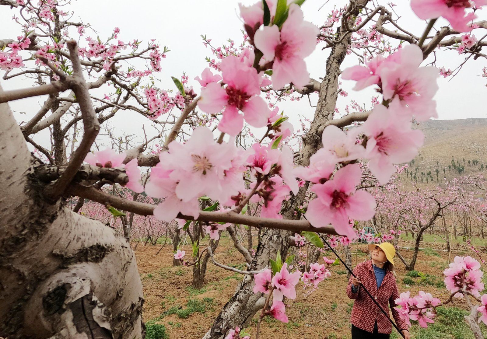 4月5日，順平縣河口鄉大李各莊村的農民在給桃花授粉。（新華社）