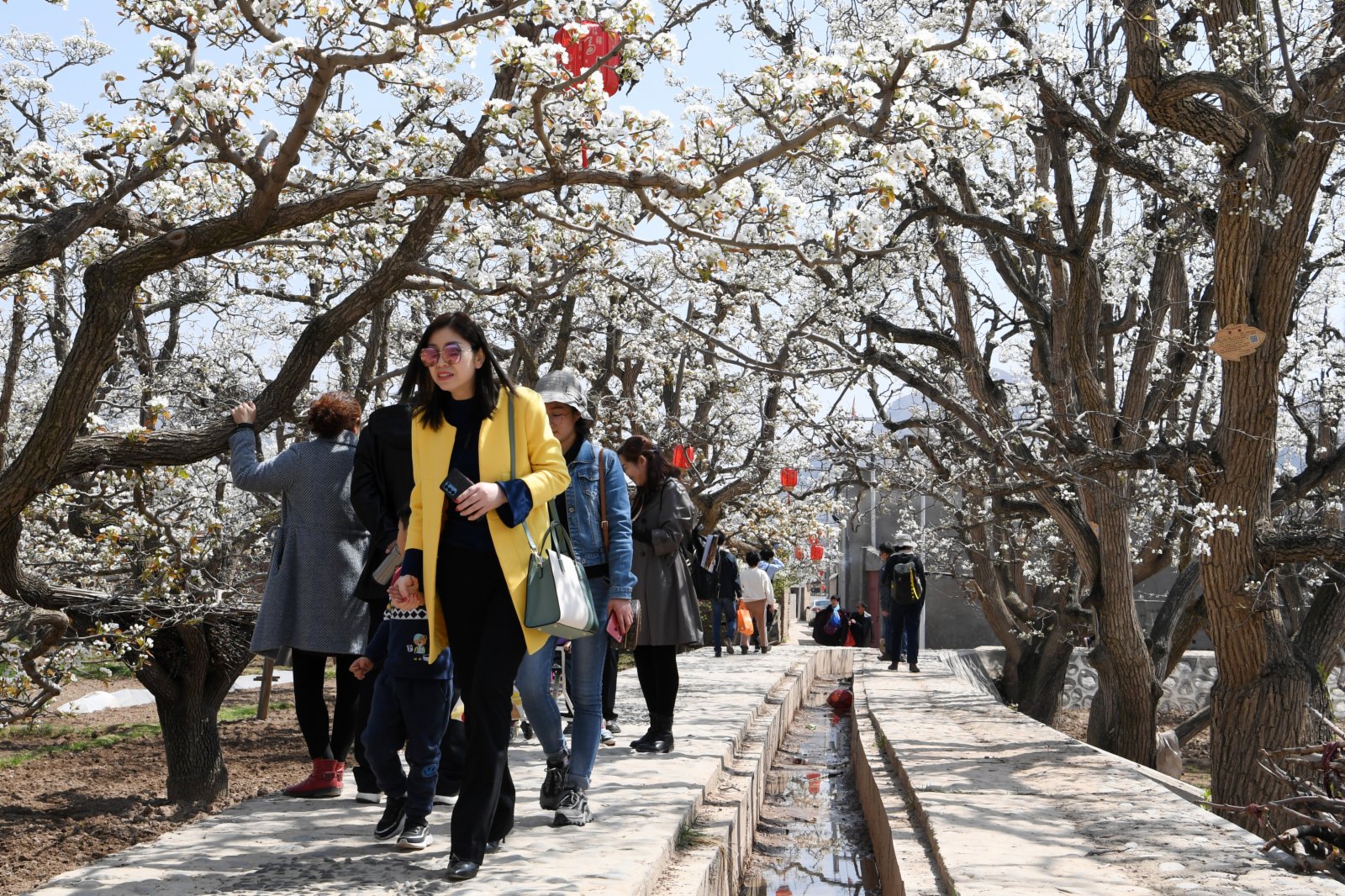 4月5日，遊客在皋蘭縣什川鎮古梨園賞花。（新華社）
