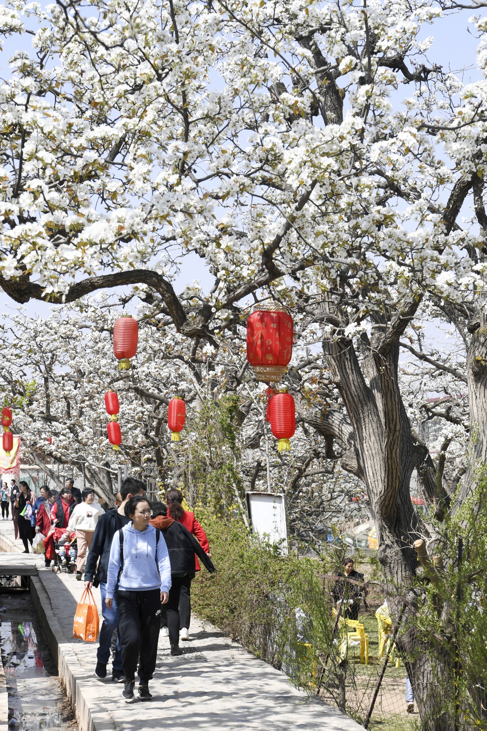 4月5日，遊客在皋蘭縣什川鎮古梨園賞花。（新華社）