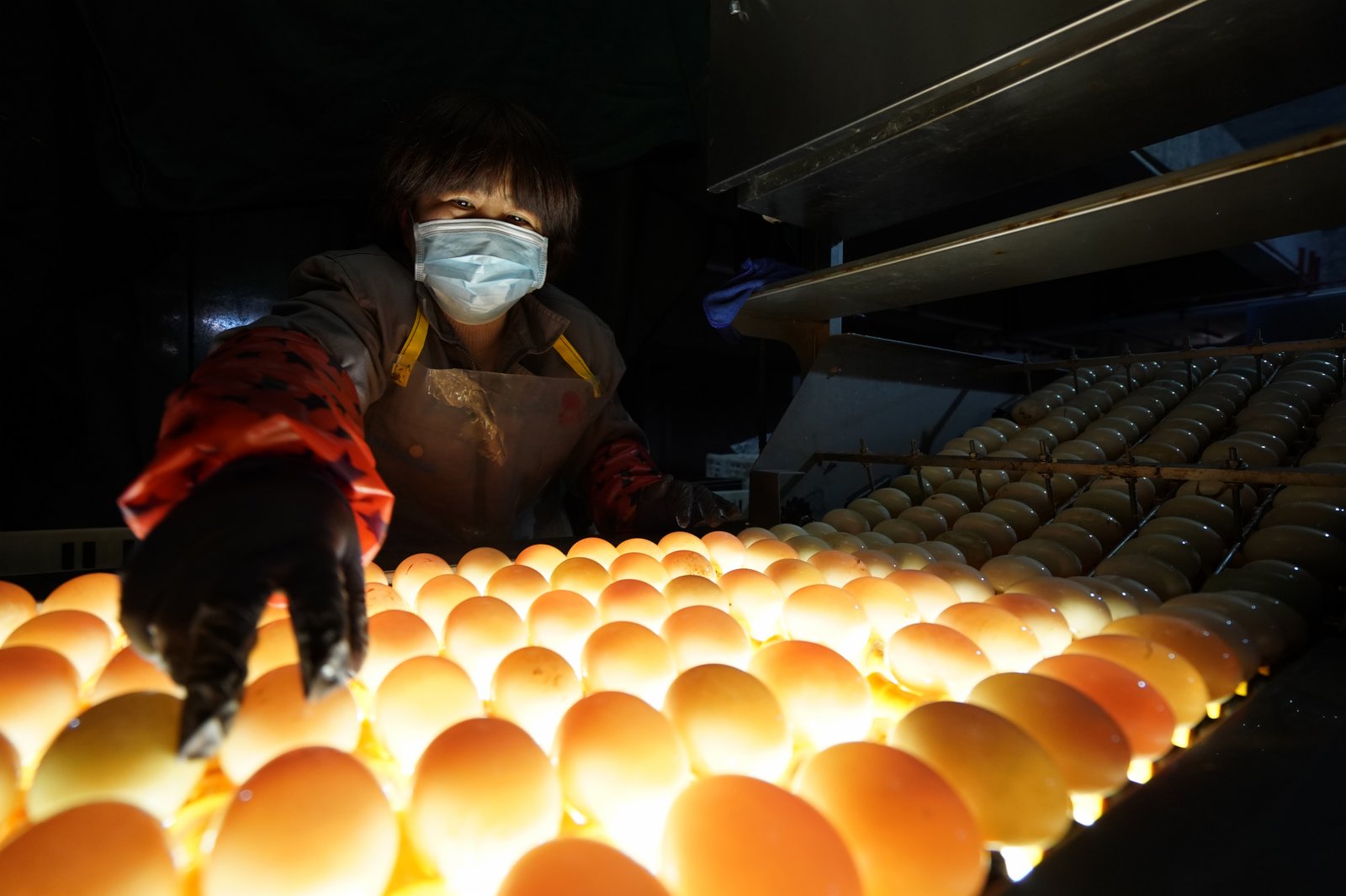 江蘇高郵鴨集團的工作人員在生產流水線上對鴨蛋進行光檢作業（2020年4月15日攝）。「高郵鴨蛋」是江蘇高郵的特色農業名片。近年來，當地在良種繁育、生態養殖、產品加工等方面加大力度，推動高郵鴨蛋品牌化建設，讓小鴨蛋成為帶動農戶致富的大產業。