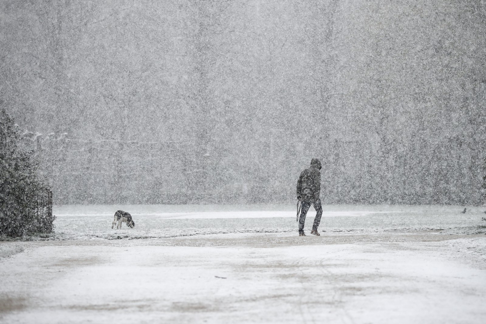 4月6日，一名市民在比利時布魯塞爾五十周年紀念公園冒雪遛狗。