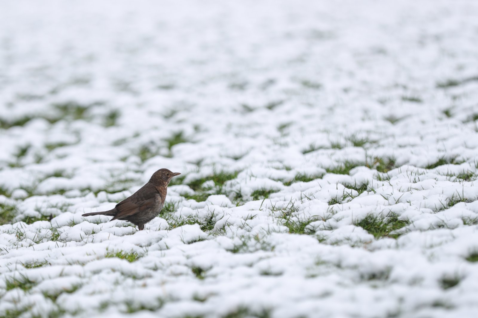 4月7日，一隻鳥在比利時布魯塞爾五十周年紀念公園積雪的草地上覓食。（新華社）