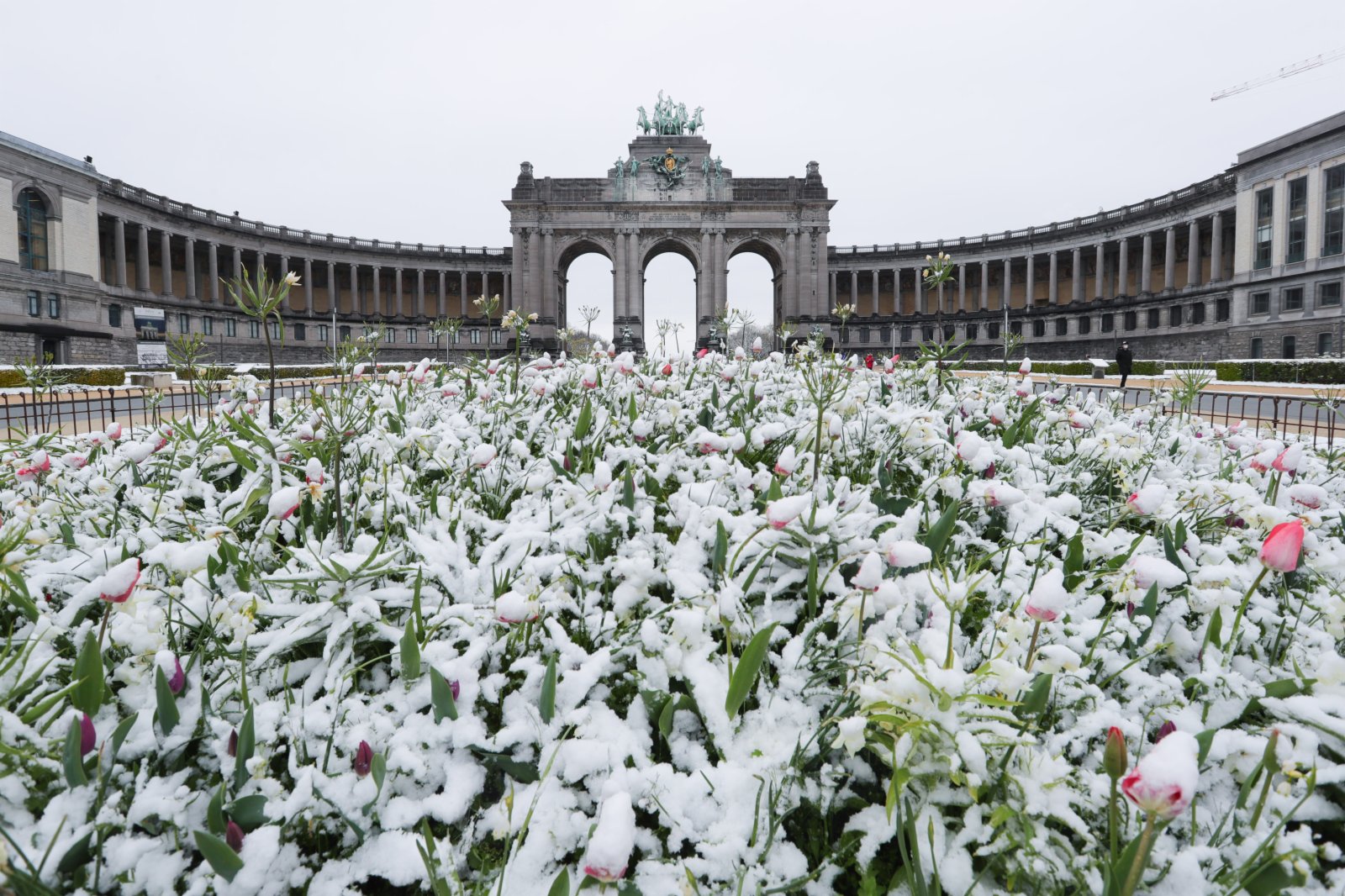4月7日，比利時布魯塞爾五十周年紀念公園的花朵被積雪覆蓋。（新華社）