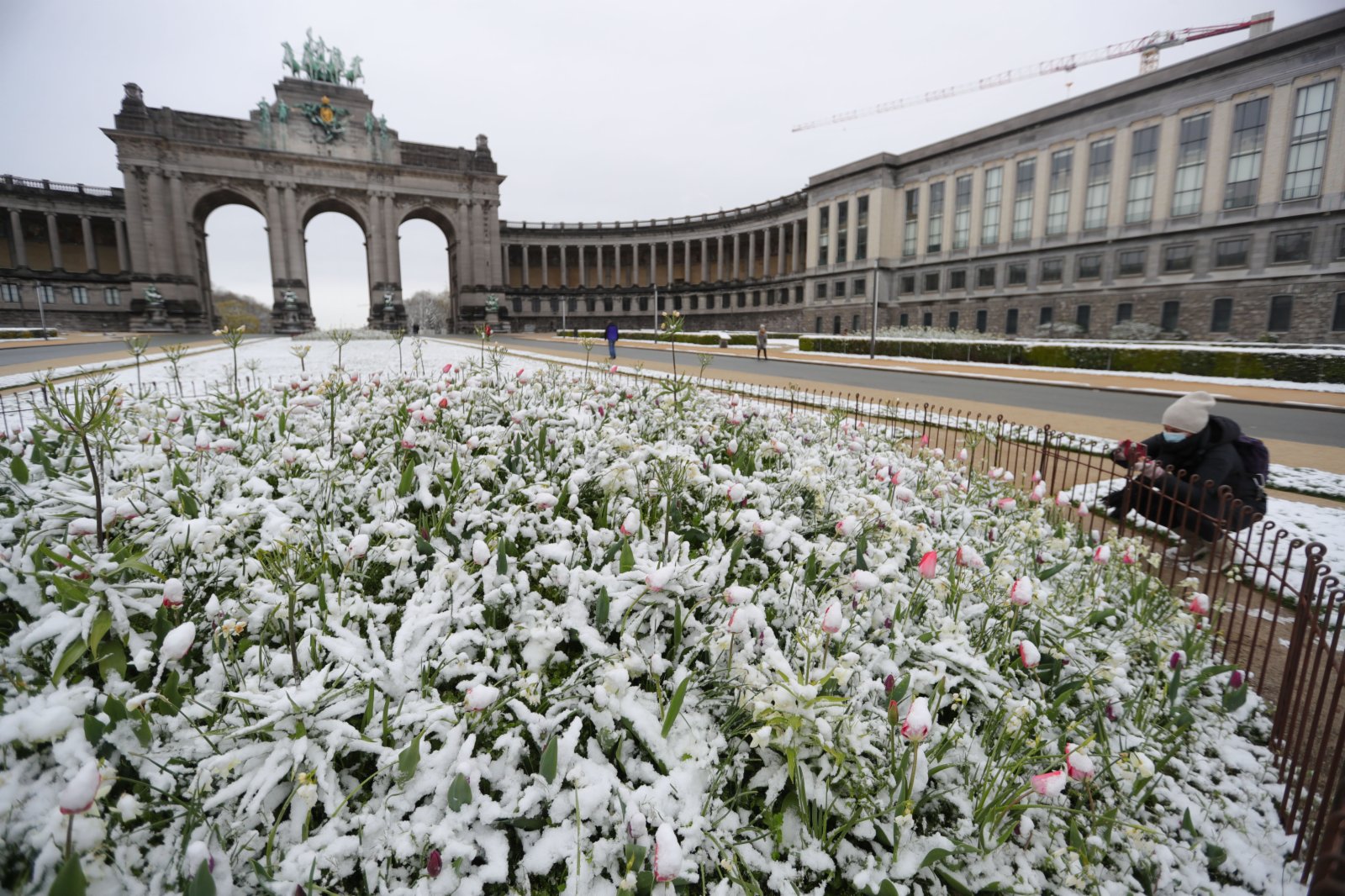 4月7日，比利時布魯塞爾五十周年紀念公園的花朵被積雪覆蓋。（新華社）