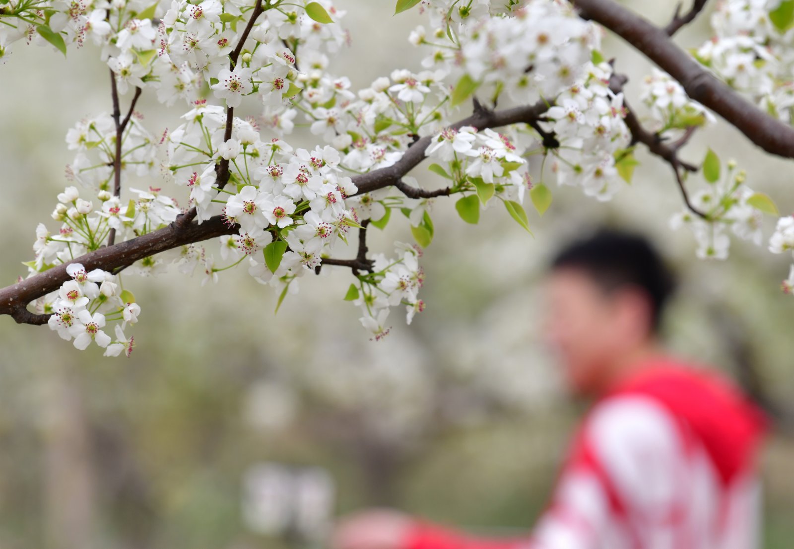 4月11日，遊客在楊家坡民俗文化園內賞花遊玩。（新華社）