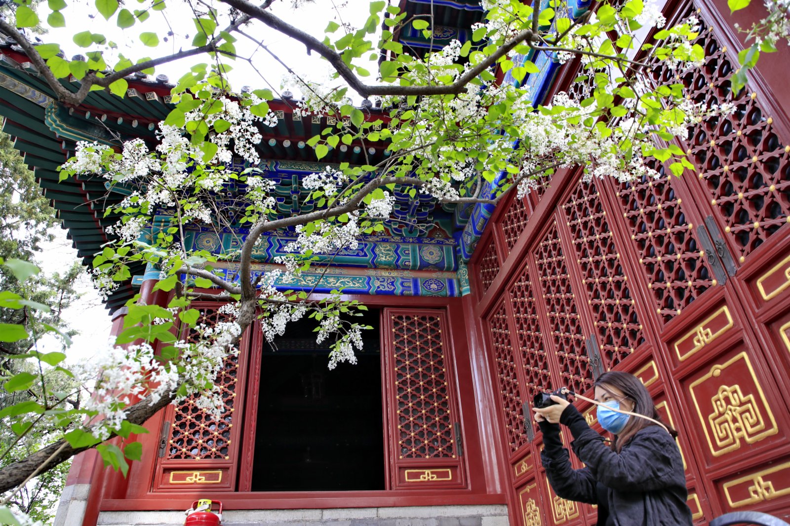 4月11日，遊客在北京法源寺拍攝盛開的丁香花。（新華社）