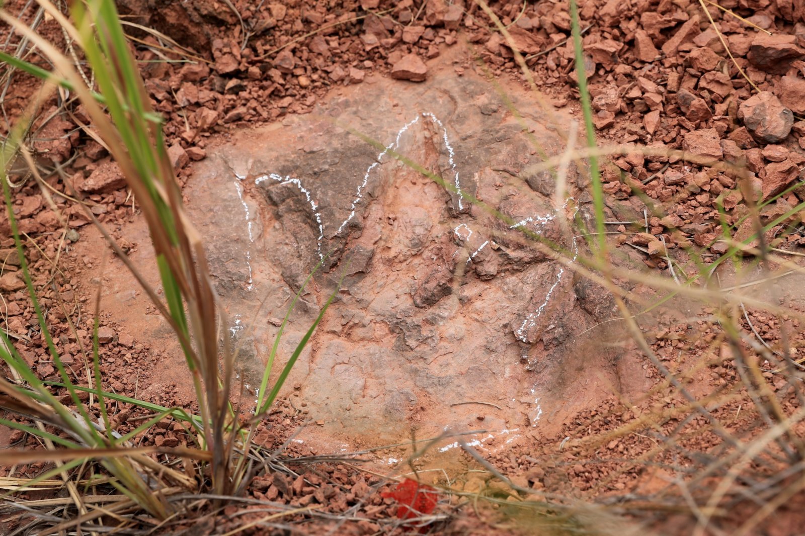 這是被雨水沖刷後的恐龍足跡化石。(新華社)
