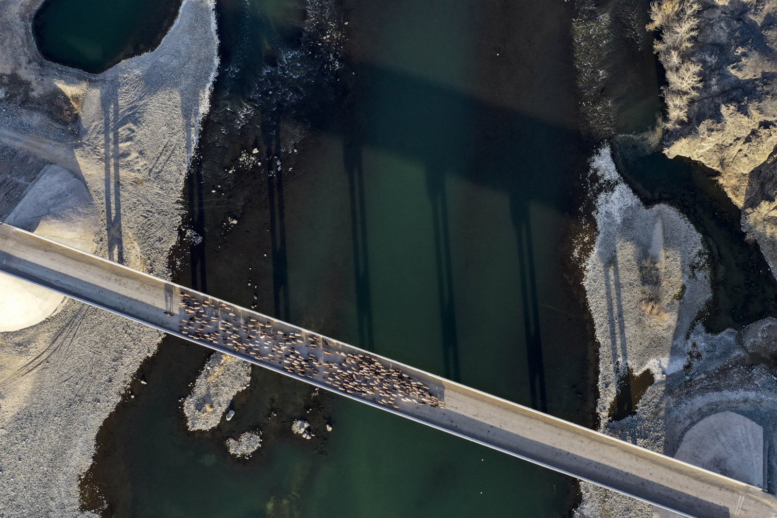 4月17日，新疆福海縣牧民趕着牲畜穿過位於額爾齊斯河上的薩爾布拉克大橋，向春秋牧場進發。