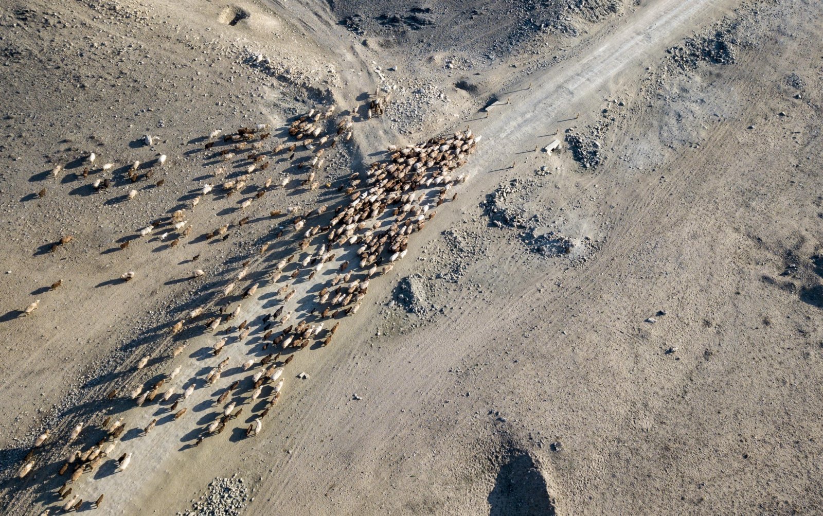 4月17日，新疆福海縣牧民趕着牲畜在山谷間穿行。