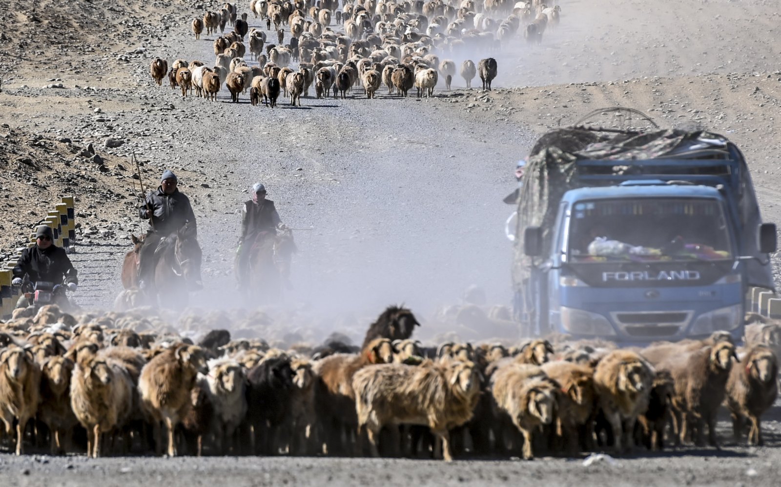 4月16日，新疆福海縣牧民趕着牲畜向春秋牧場進發，汽車、摩托車與馬匹並行。
