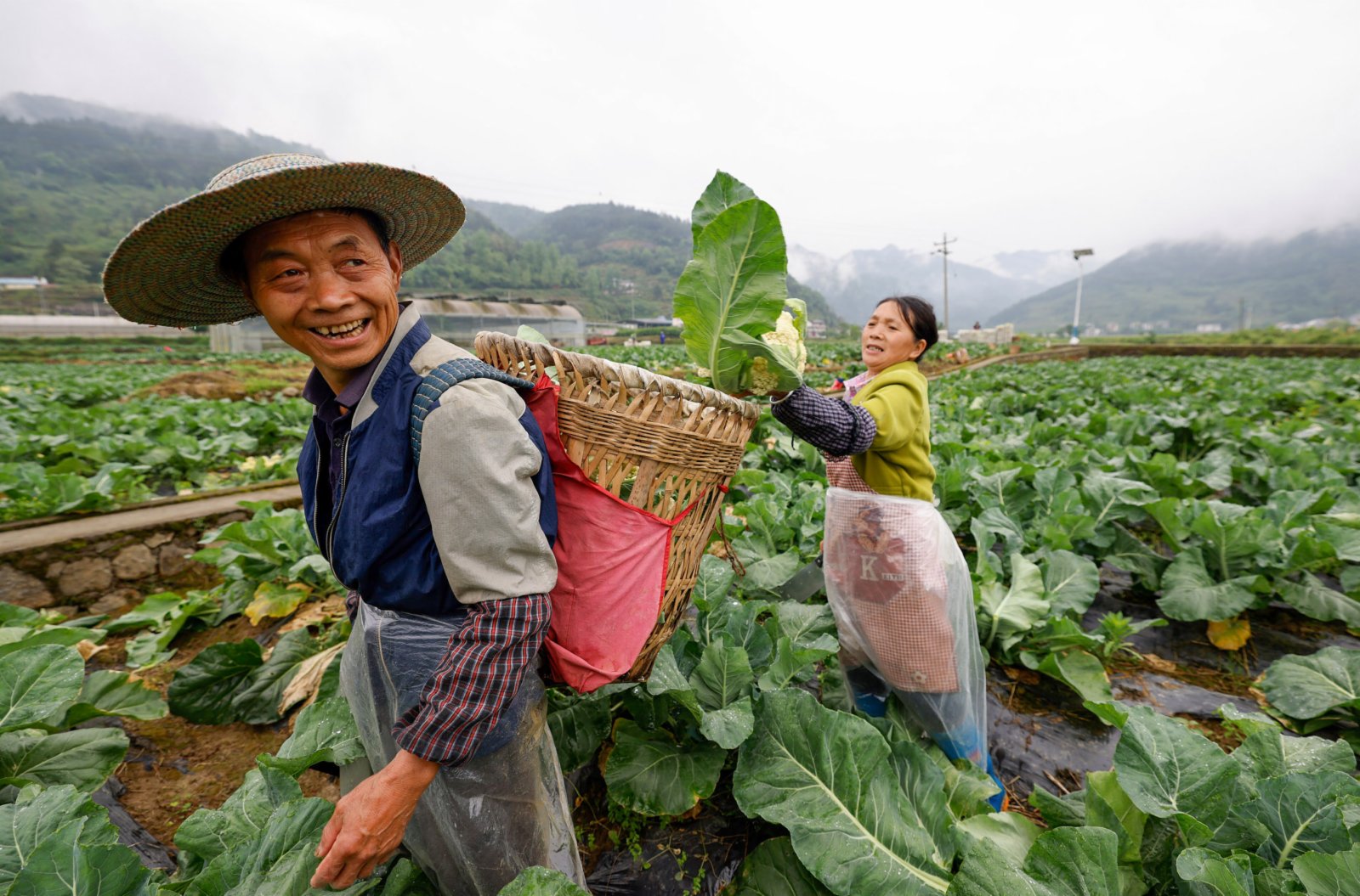 5月5日，農民在貴州省遵義市正安縣新州鎮向家壩壩區蔬菜基地採收花椰菜。（新華社）