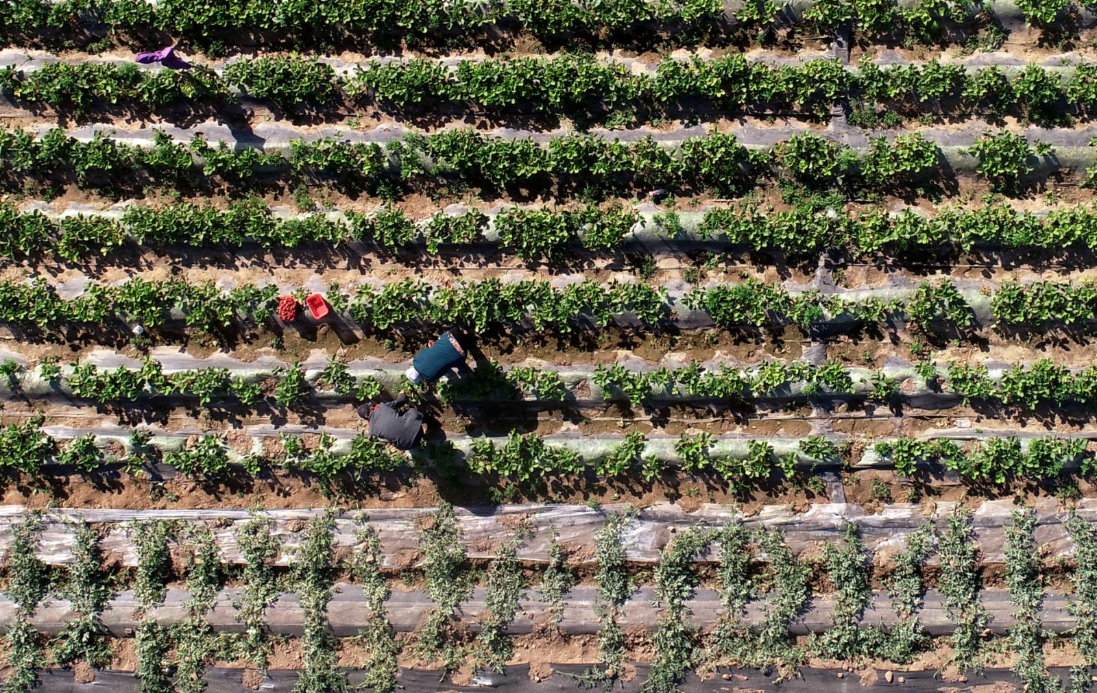 5月5日，在河北省石家莊市新華區杜北鄉一草莓種植基地，農戶在採摘草莓（無人機照片）。（新華社）