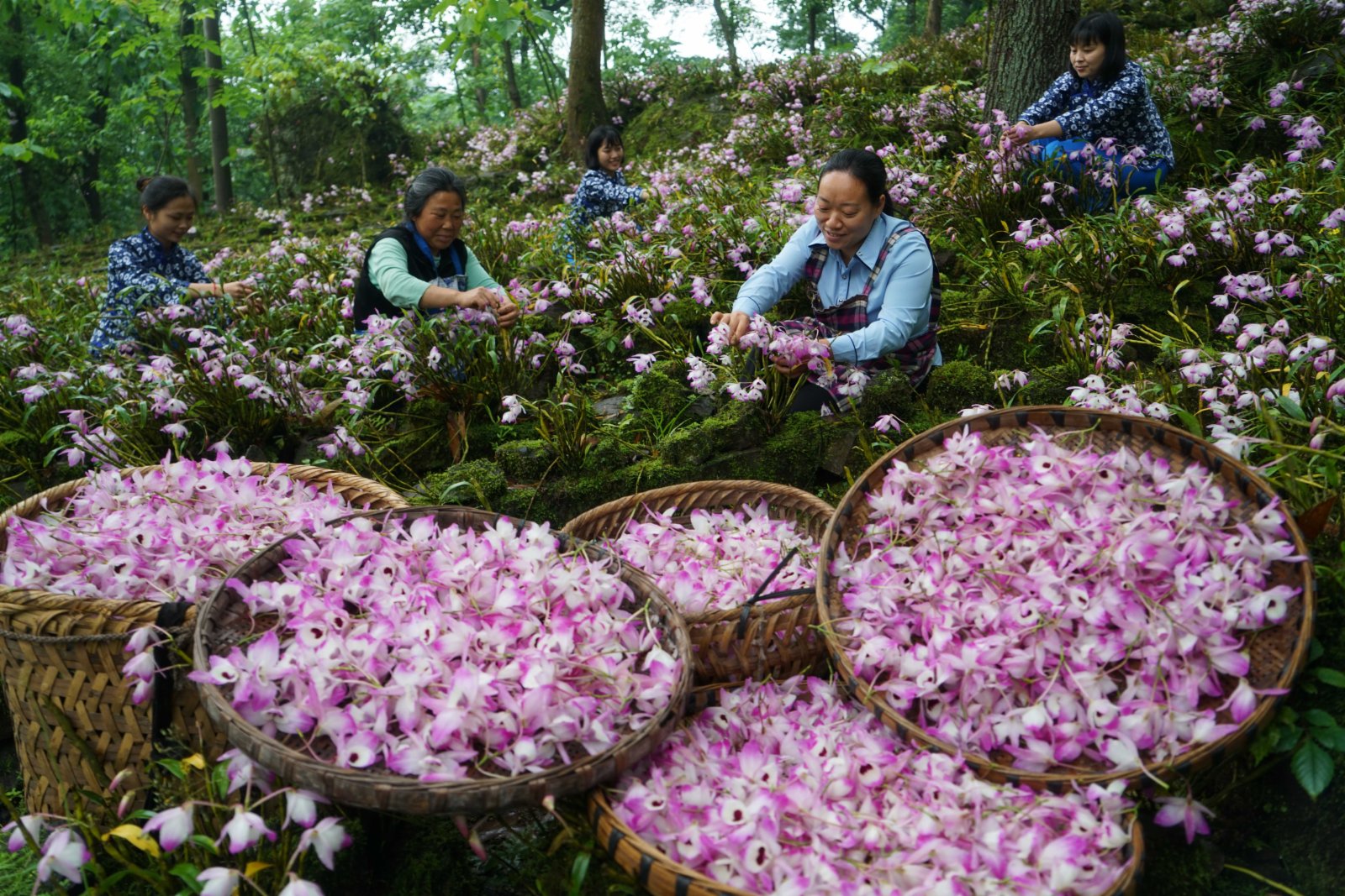 赤水市長期鎮五七村村民在採摘金釵石斛鮮花。（新華社）