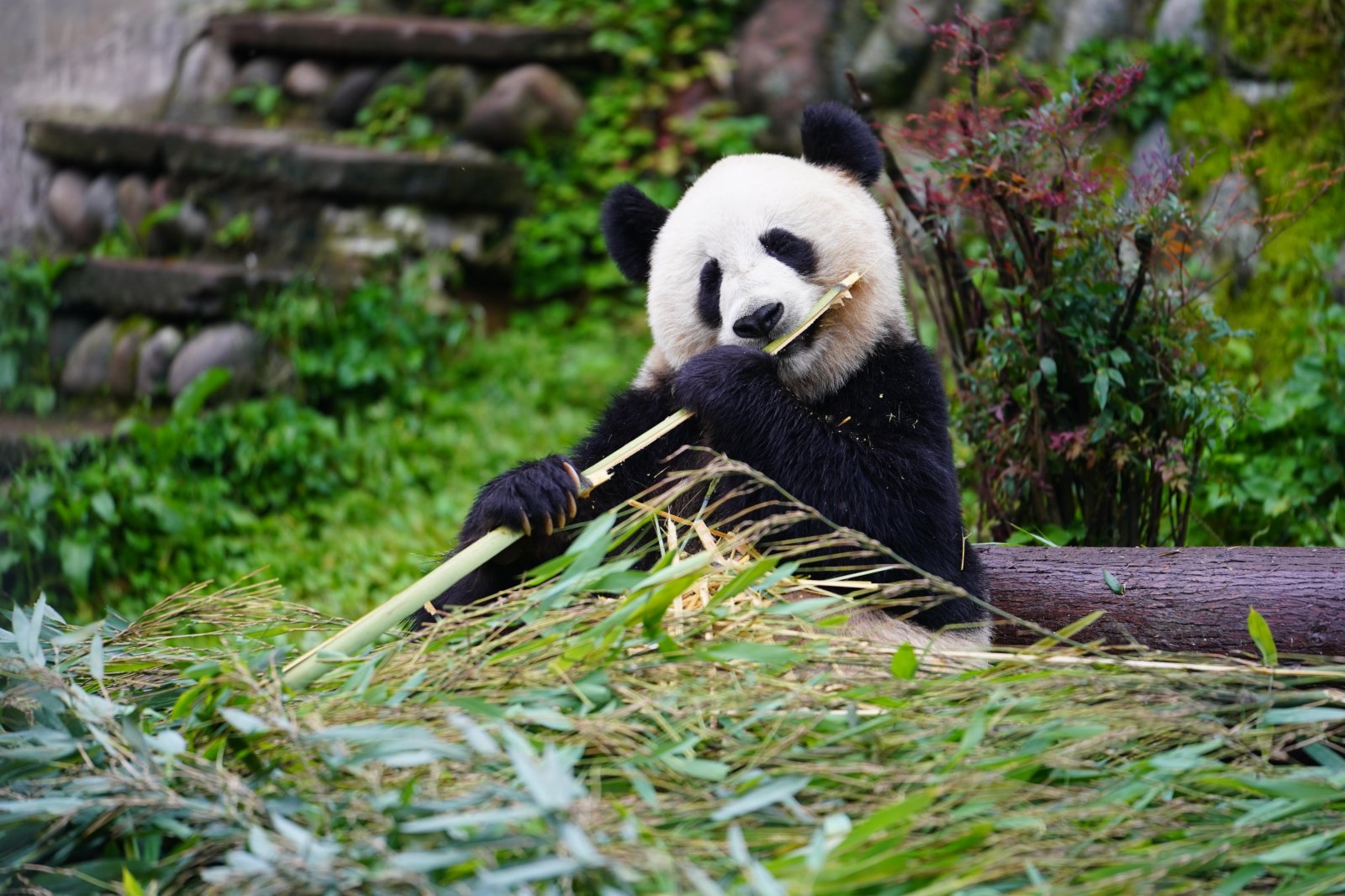 這是5月15日在中國大熊貓保護研究中心雅安碧峰峽基地拍攝的大熊貓。