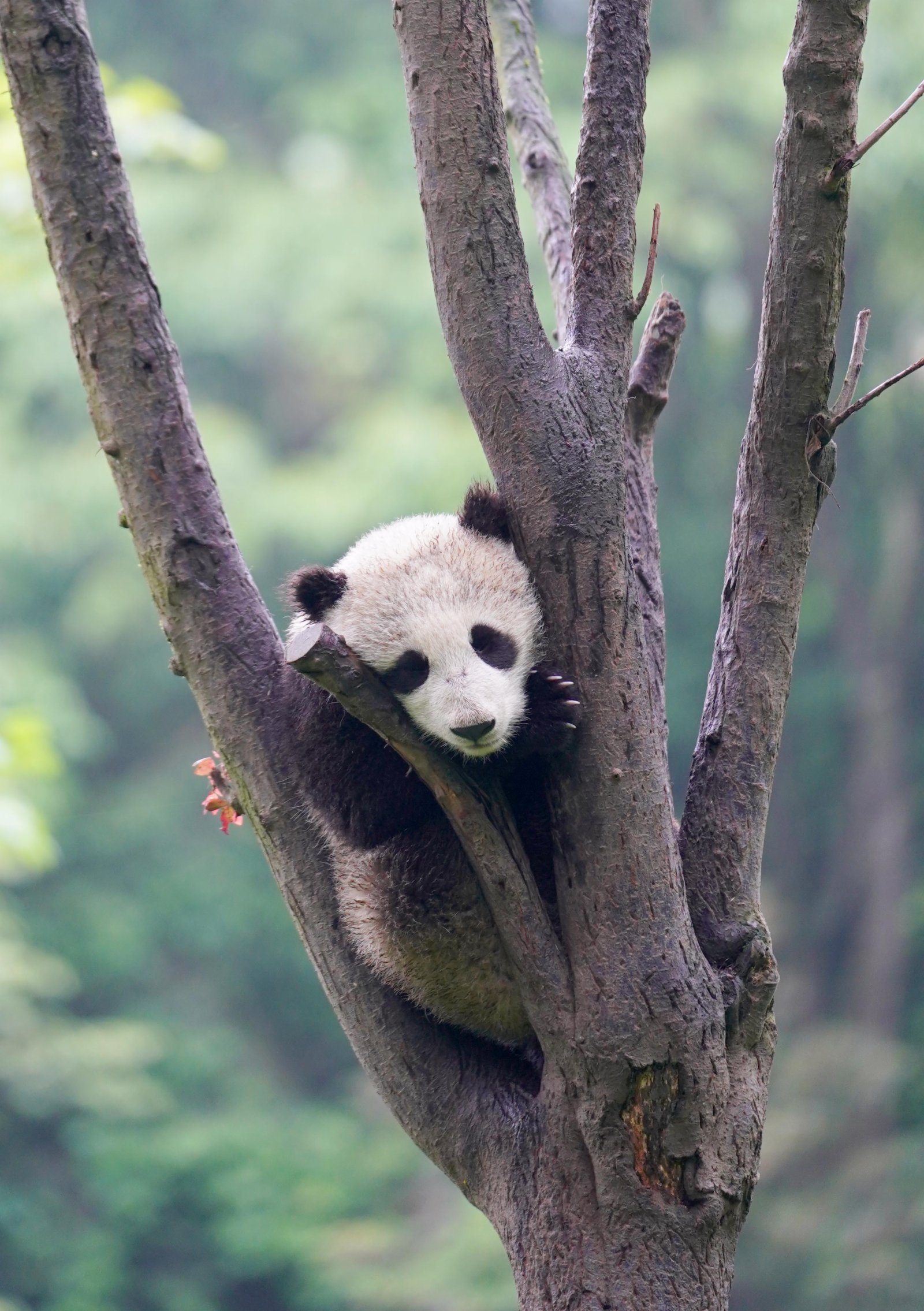 這是5月15日在中國大熊貓保護研究中心雅安碧峰峽基地拍攝的大熊貓。