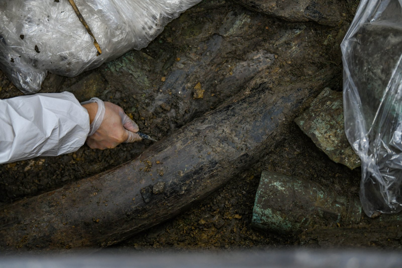 考古人員在四川廣漢三星堆遺址三號「祭祀坑」內清理象牙（5月12日攝）。（新華社）