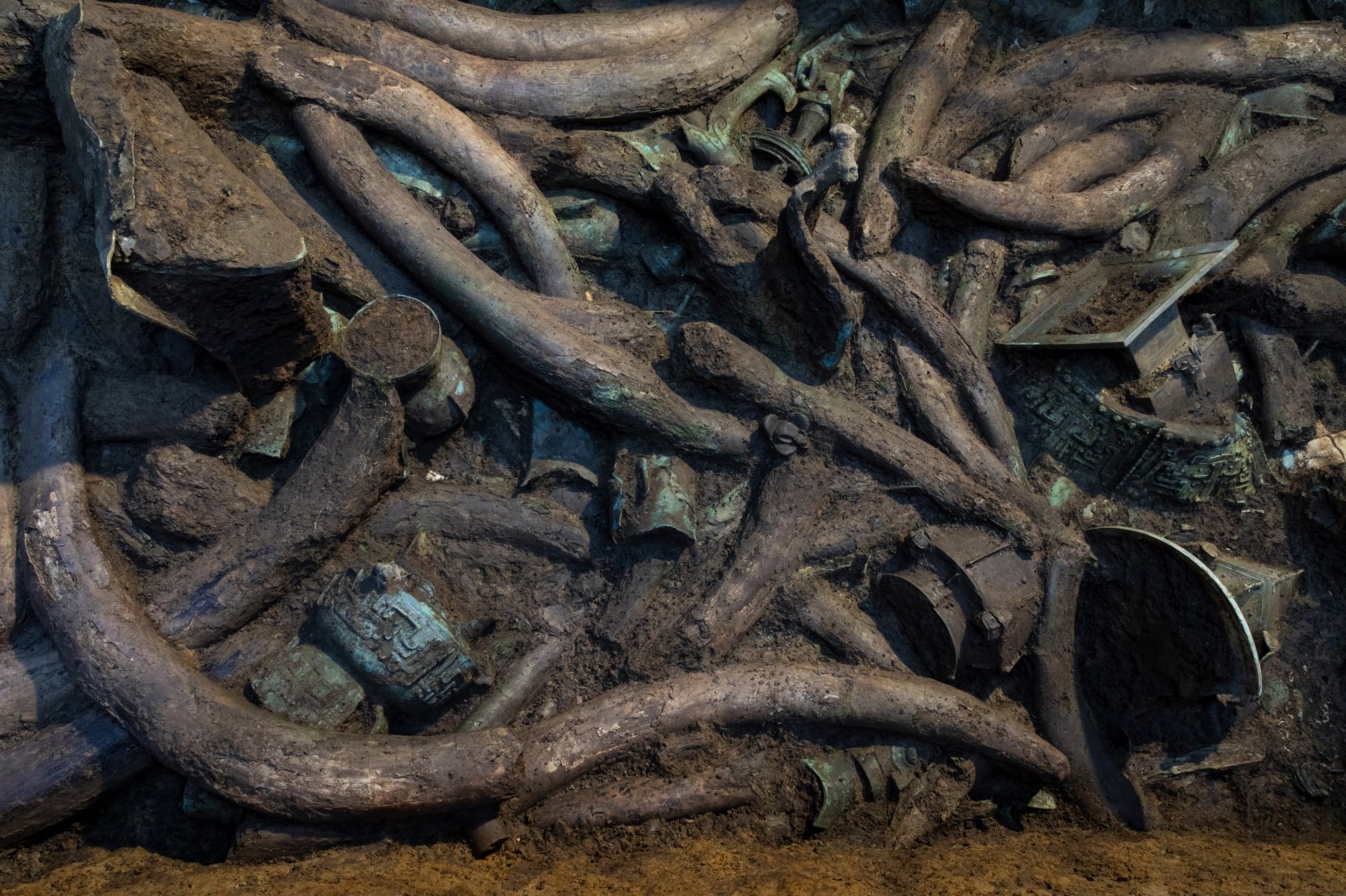 這是在四川廣漢三星堆遺址三號「祭祀坑」內拍攝的象牙（3月16日攝）。（新華社）