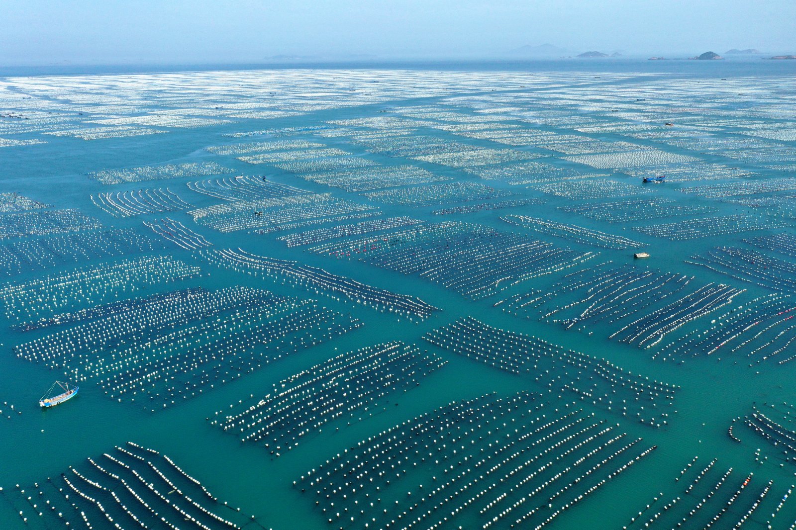 這是5月30日在浙江省舟山市嵊泗縣枸杞島拍攝的貽貝養殖基地（無人機照片）。（新華社）