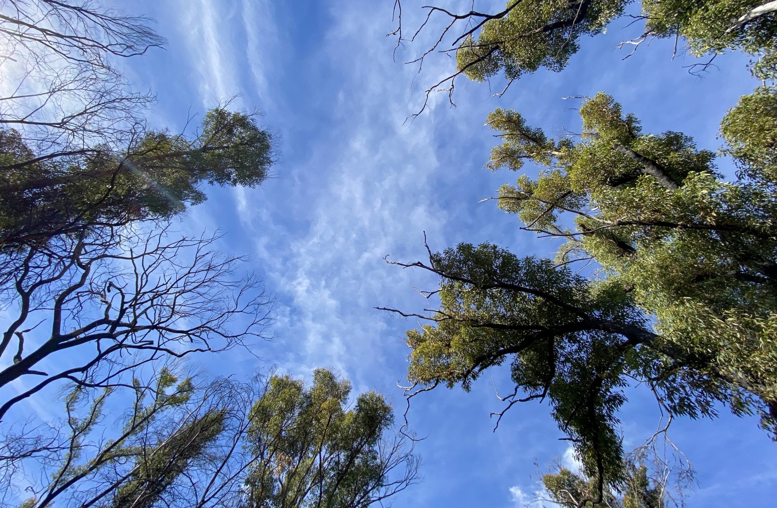 6月1日,在澳大利亞悉尼以西的藍山地區,公路旁遭受2020年夏天山火災害的林地部分植物已經恢復繁茂。(新華社) 6月1日,在澳大利亞悉尼以西的藍山地區,公路旁遭受2020年夏天山火災害的林地部分植物已經恢復繁茂。(新華社)