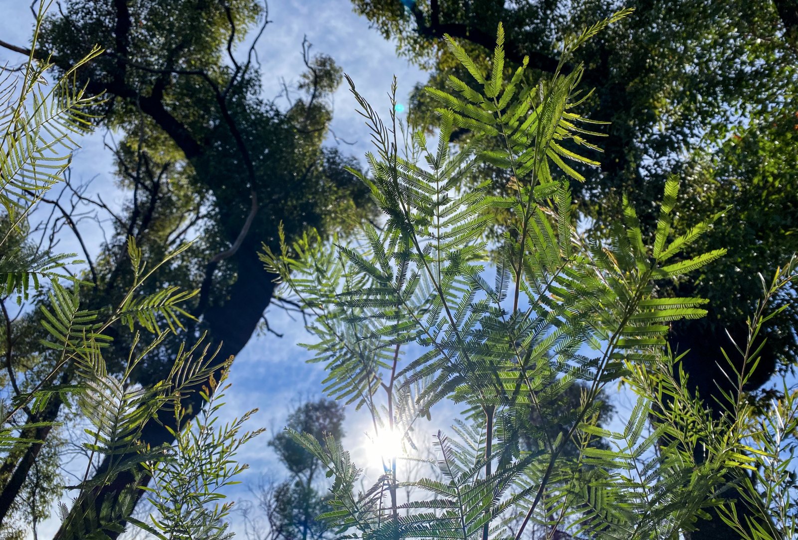 6月1日,在澳大利亞悉尼以西的藍山地區,公路旁遭受2020年夏天山火災害的林地部分植物已經恢復繁茂。(新華社) 6月1日,在澳大利亞悉尼以西的藍山地區,公路旁遭受2020年夏天山火災害的林地部分植物已經恢復繁茂。(新華社)