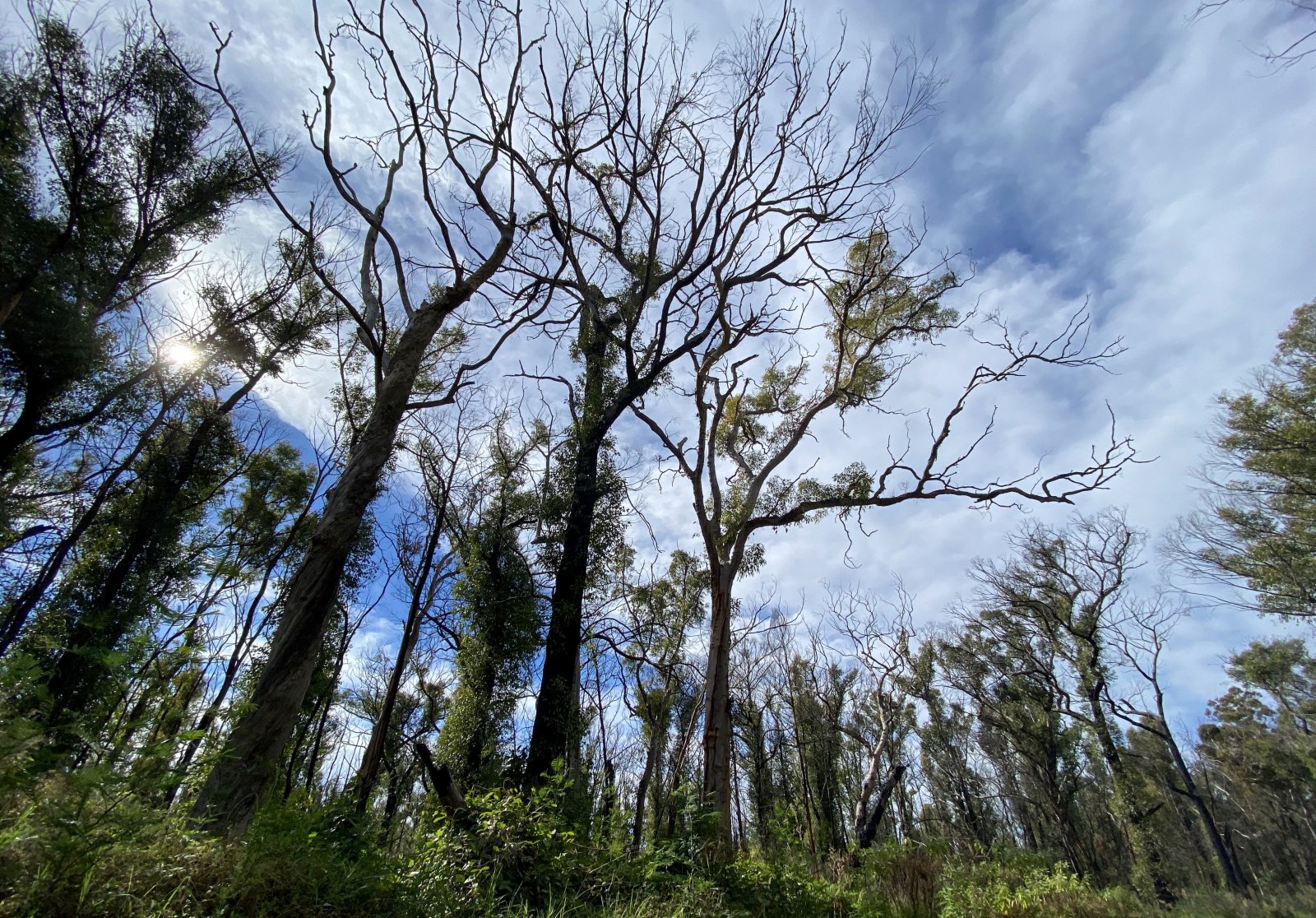 6月1日,在澳大利亞悉尼以西的藍山地區,公路旁遭受2020年夏天山火災害的林地部分植物已經恢復繁茂。(新華社) 6月1日,在澳大利亞悉尼以西的藍山地區,公路旁遭受2020年夏天山火災害的林地部分植物已經恢復繁茂。(新華社)